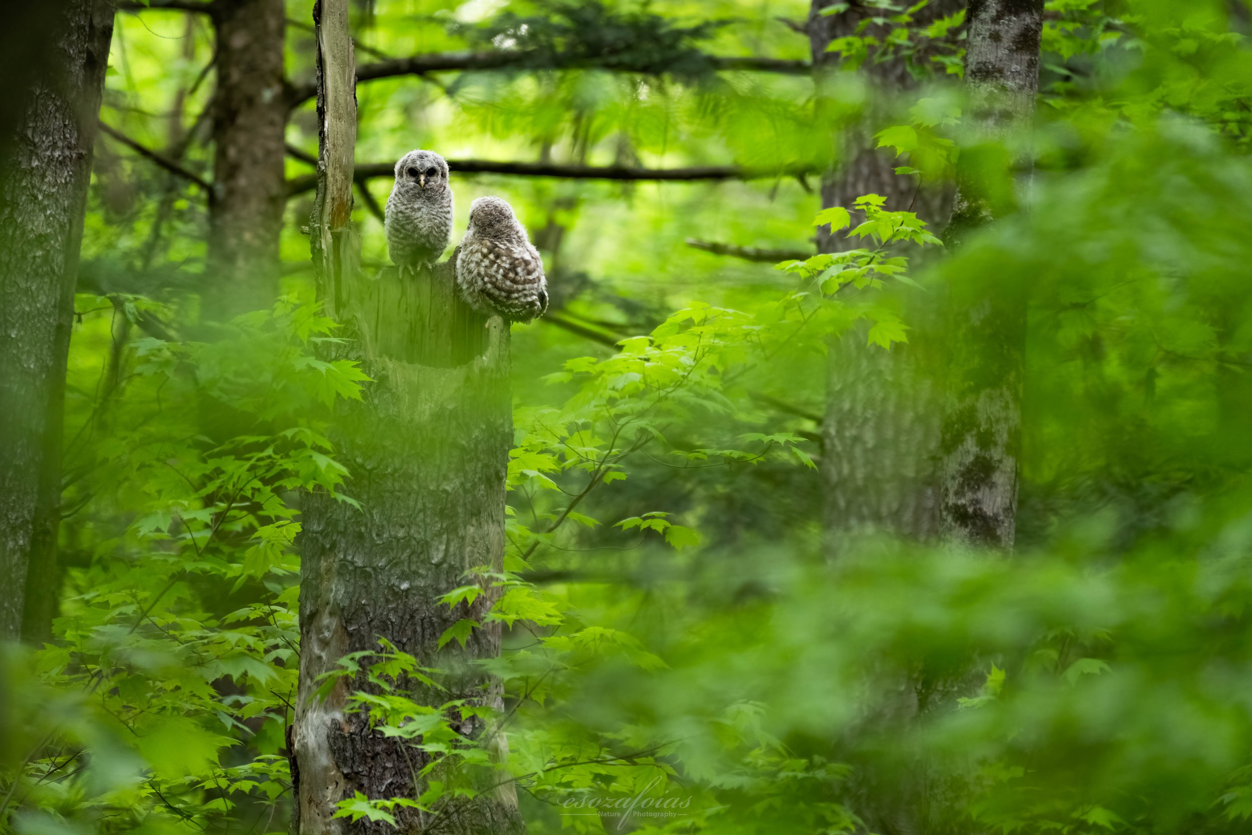 Vermont-Nest-Green-Environmental-Fledglings-Chicks-Barred-Owls-Birds-Wildlife-Photography.JPG (Copy)