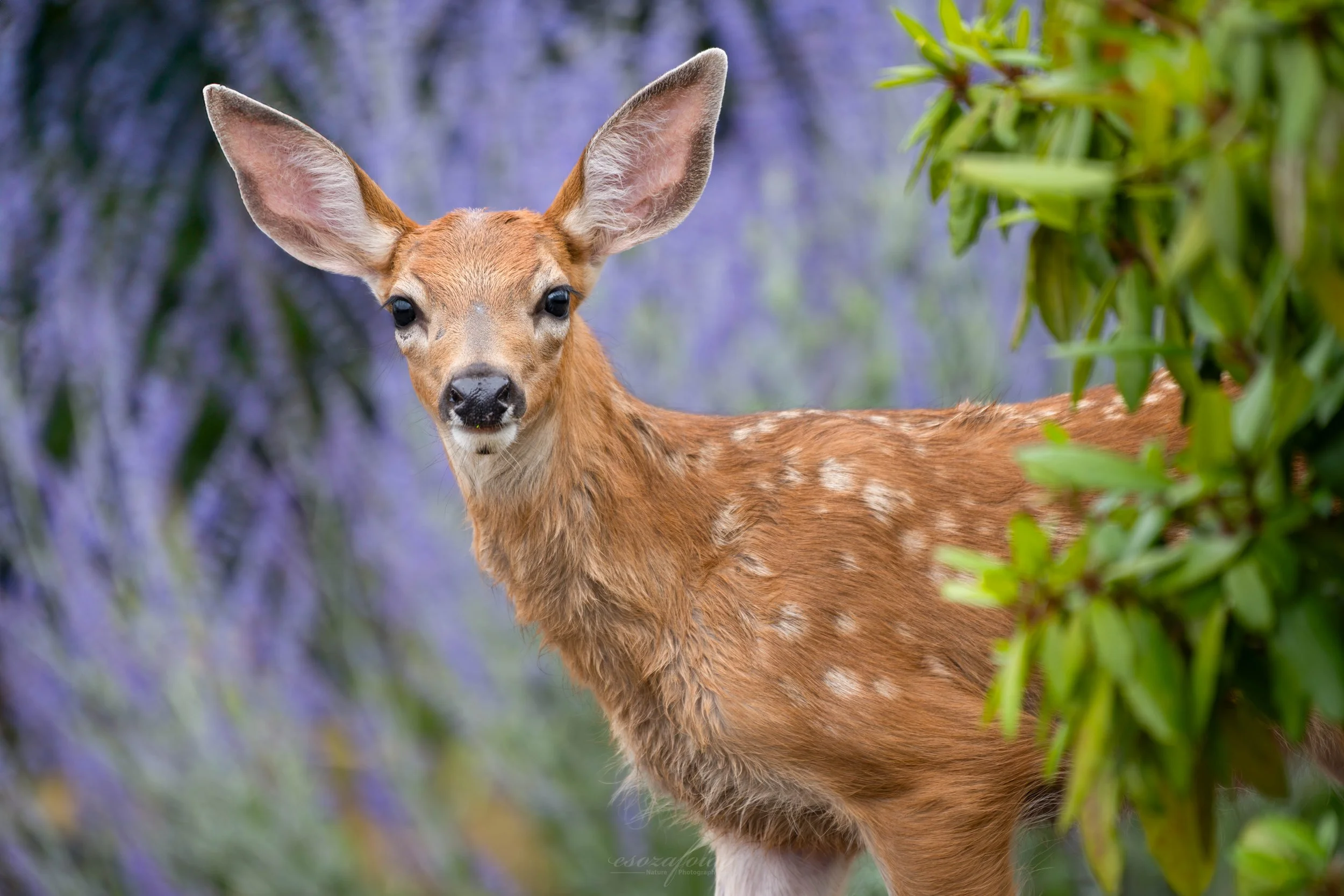 Washington-Portrait-Lavendar-Fawn-Deer-Mammal-Wildlife-Photography.JPG