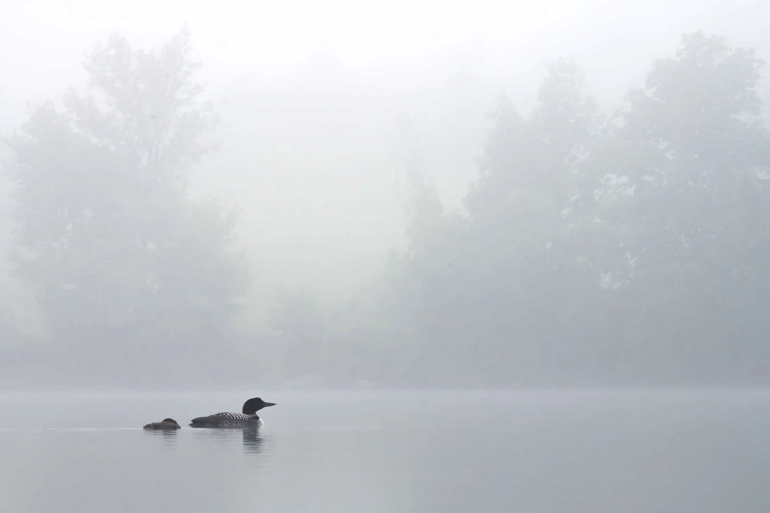 Vermont-Bird-Wildlife-Photography-Foggy-Chick-Morning-Mist-Common-Loon.jpg