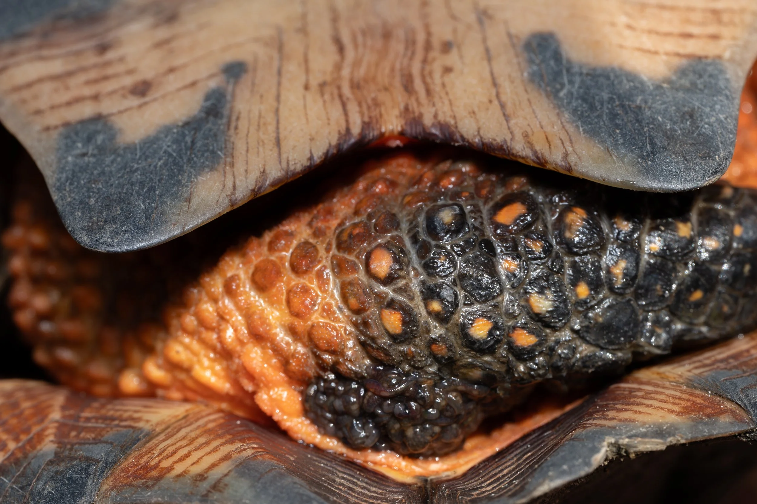 Vermont-Wood-Turtle-Parasite-Leeches-Conservation-Reptile-Wildlife-Closeup.jpg