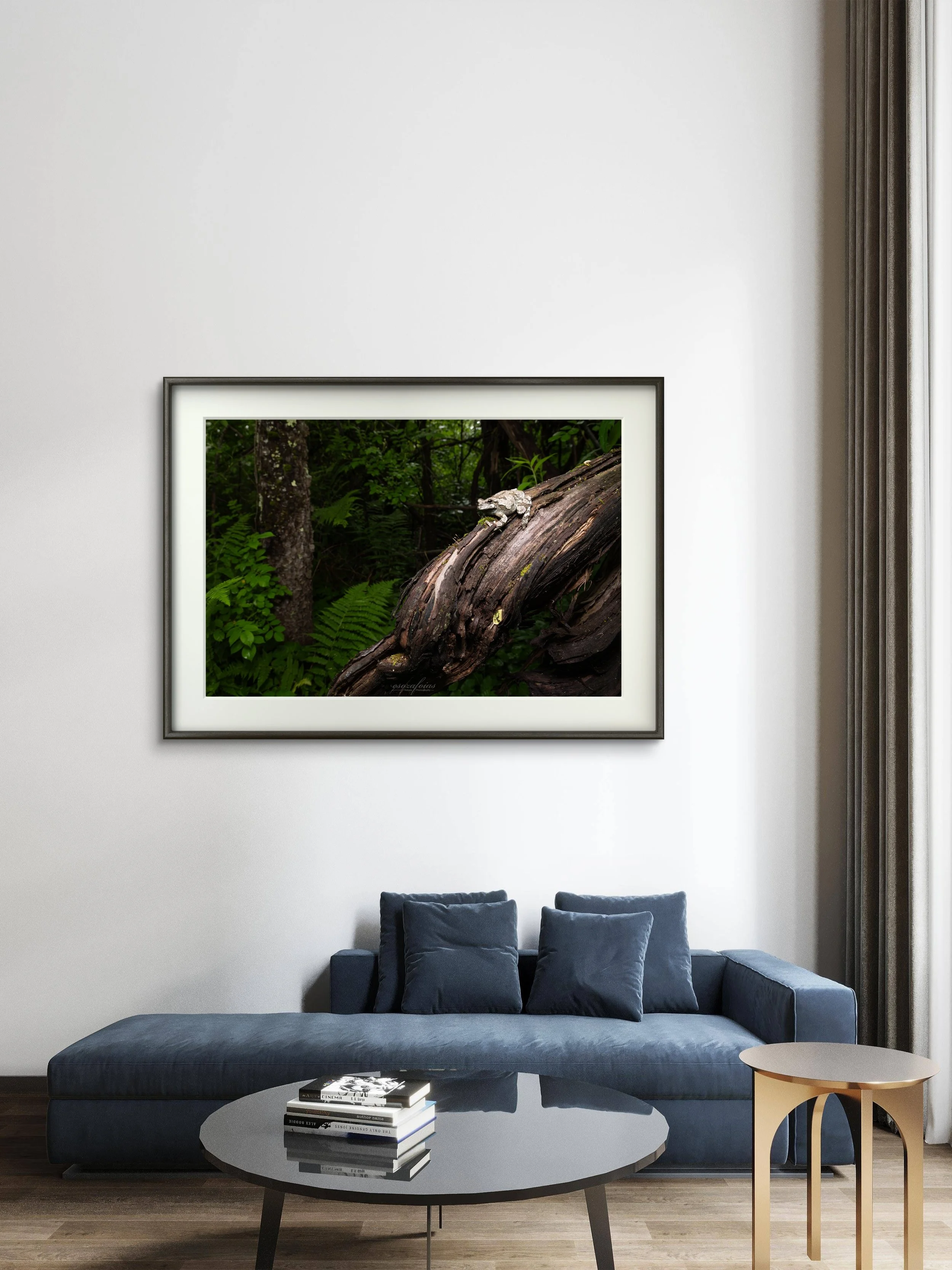 Gray Treefrog - Williamstown, Massachusetts | Wildlife Photography Print