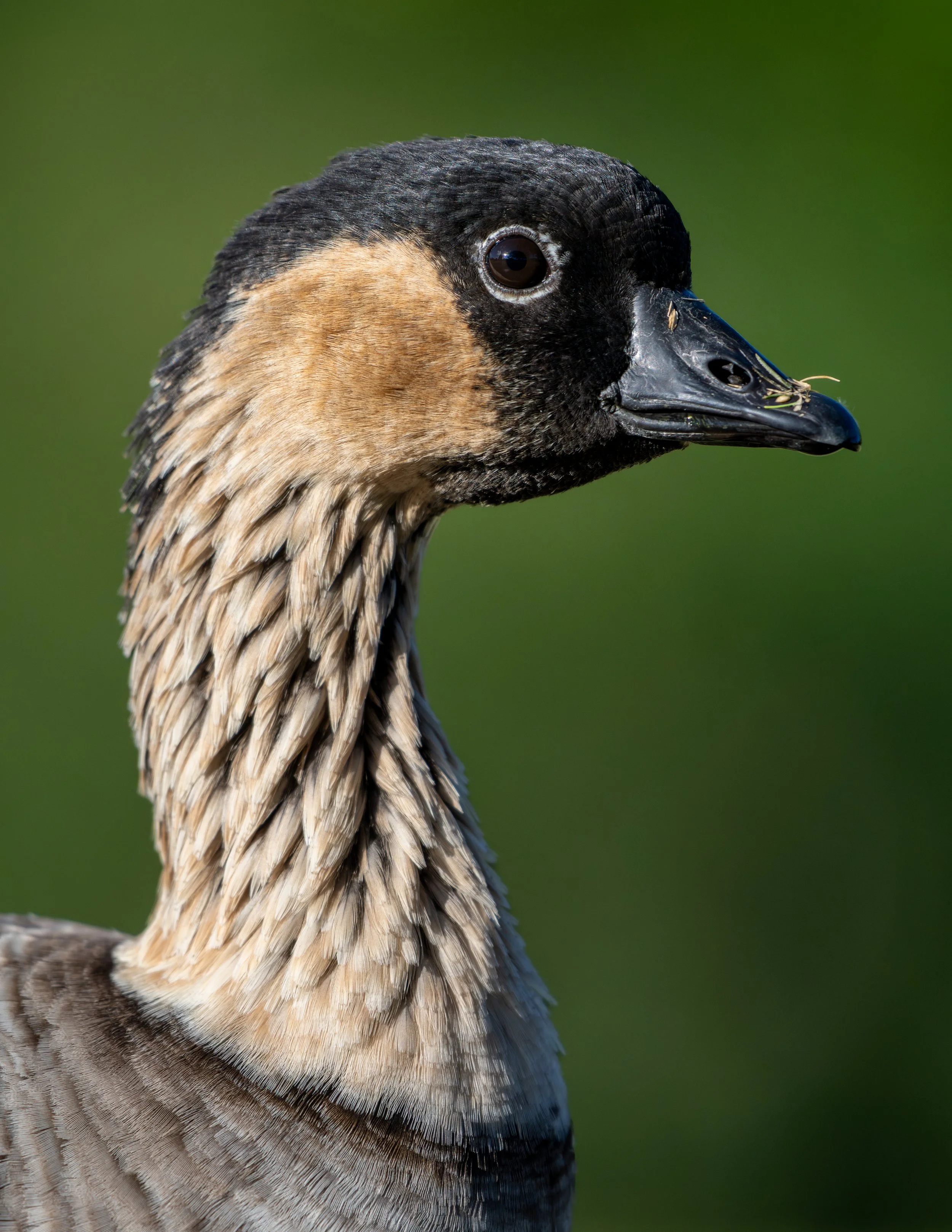 Hawaii-Portrait-Hawaiian-Goose-Nene-Bird-Wildlife-Photography.jpg