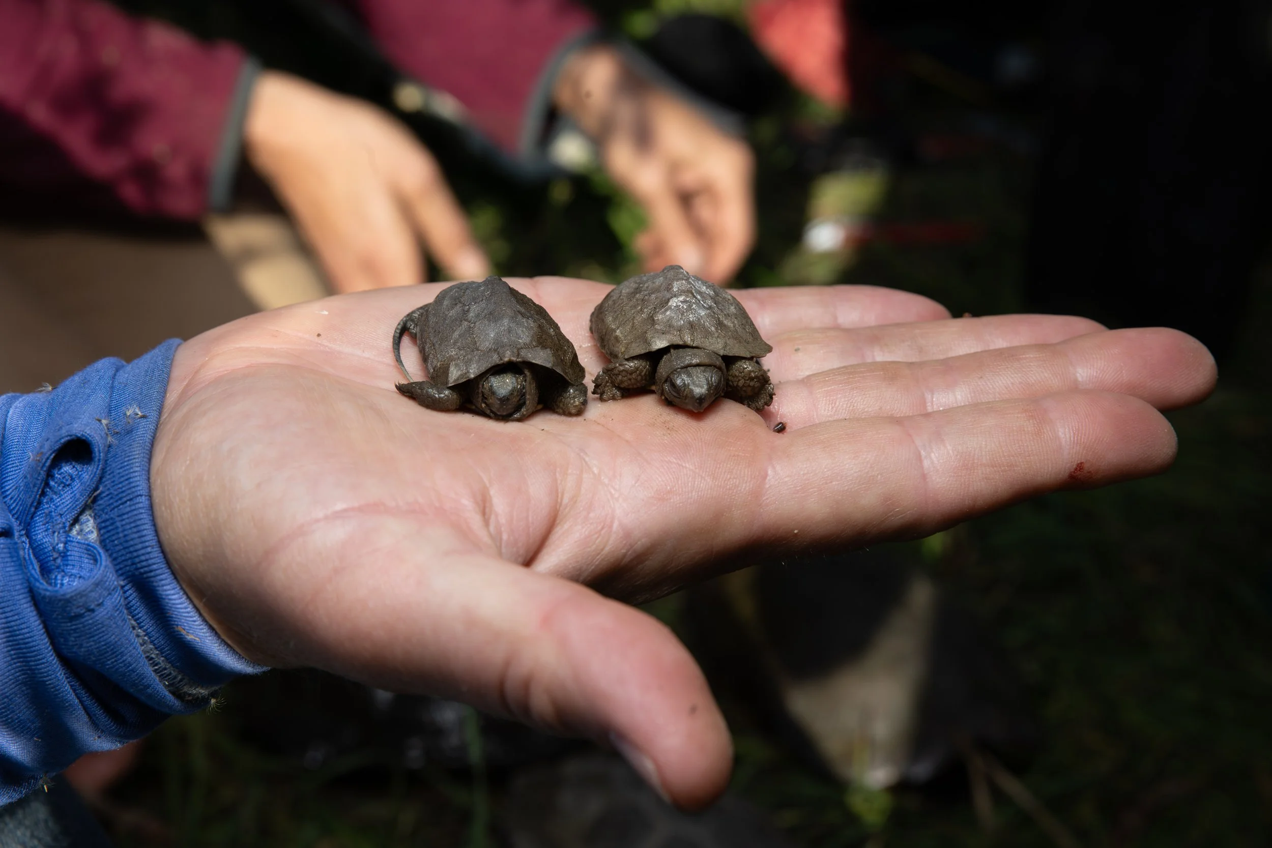 Vermont-Wood-Turtle-Hatchlings-Hand-Conservation-Endangered-Photography.jpg
