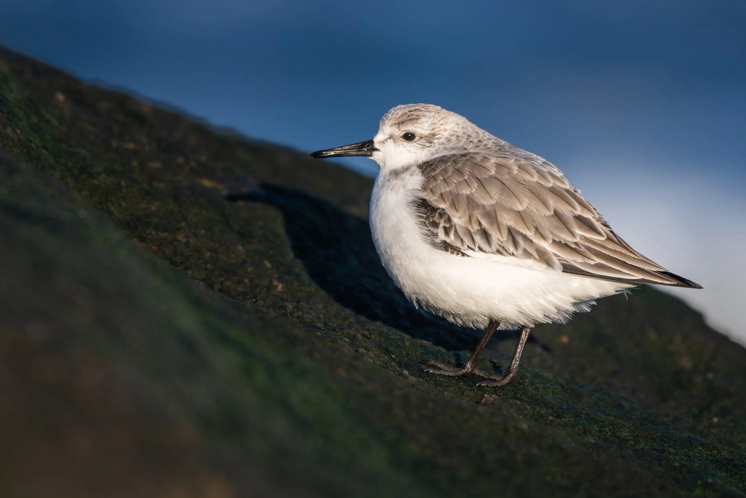 Massachusetts-Shorebird-Sanderling-Bird-Wildlife-Photography.jpg