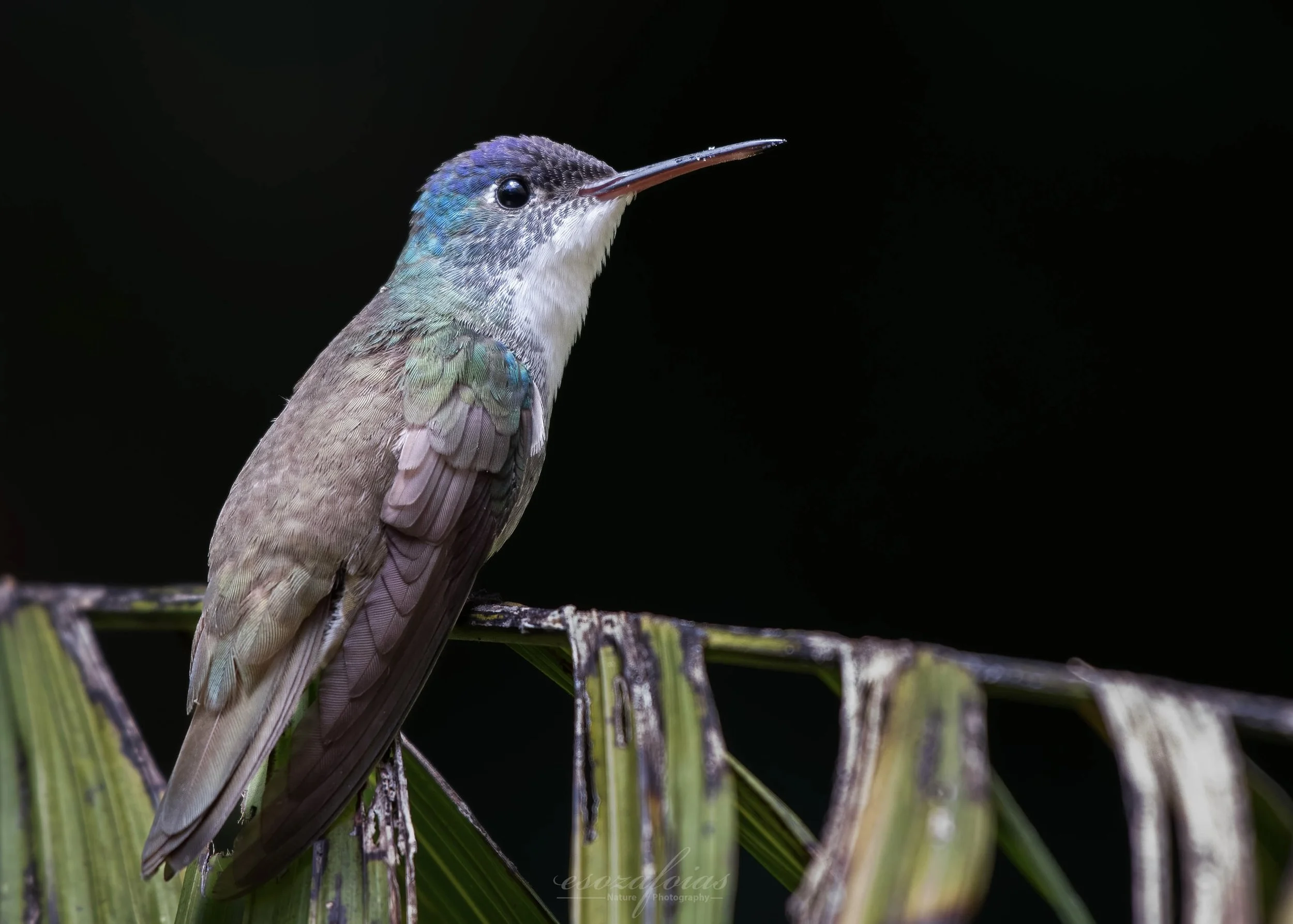 Guatemala-Portrait-Azure-Crowned-Hummingbird-Bird-Nature-Wildlife-Photography.JPG