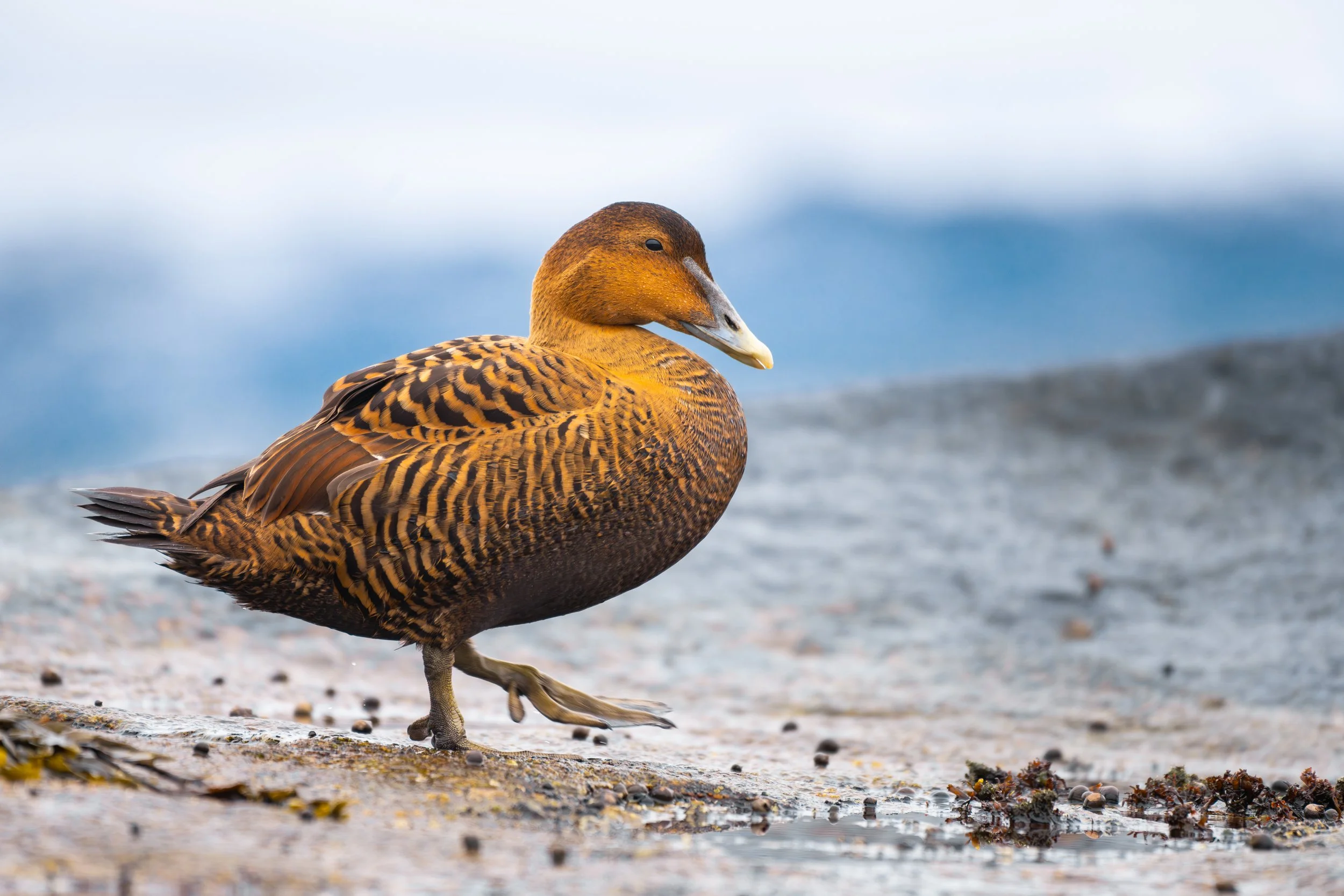 Massachusetts-Ocean-Coastal-Portrait-Common-Eider-Bird-Wildlife-Photography.jpg