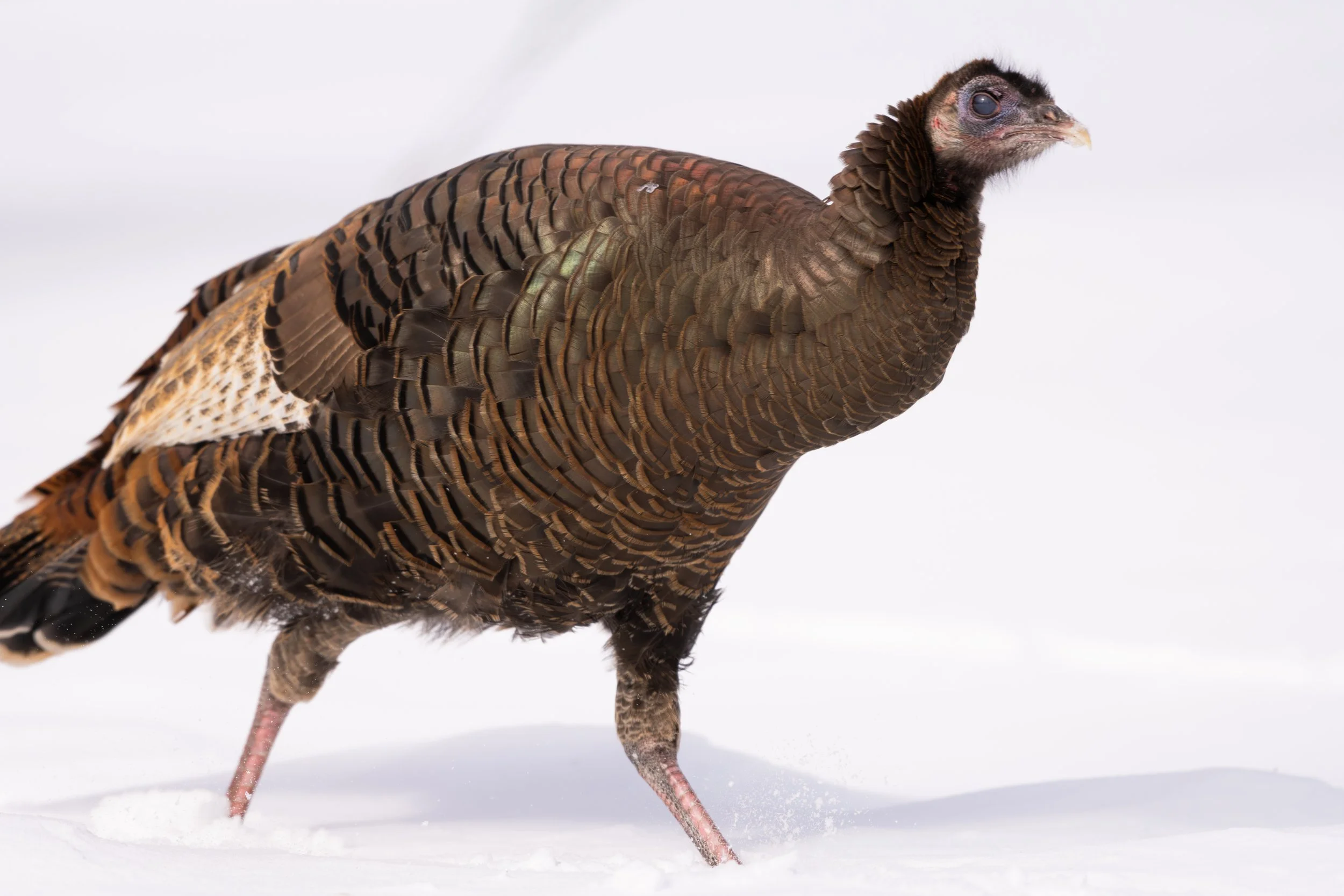 Vermont-Snow-Portrait-Wild-Turkey-Bird-Wildlife-Photography.jpg