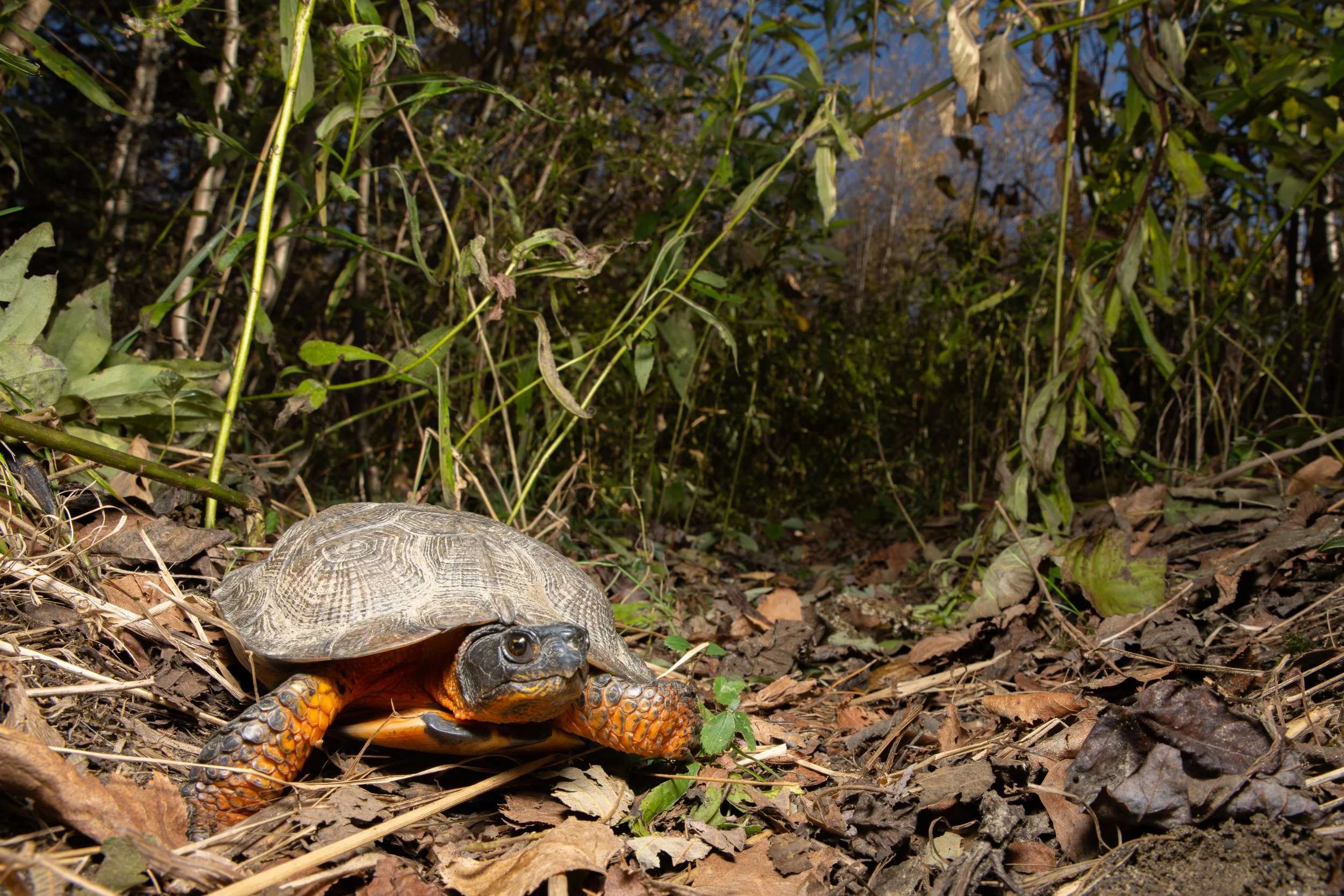 Vermont-Wood-Turtle-Endangered-Wide-Angle-Reptile-Photography.jpg