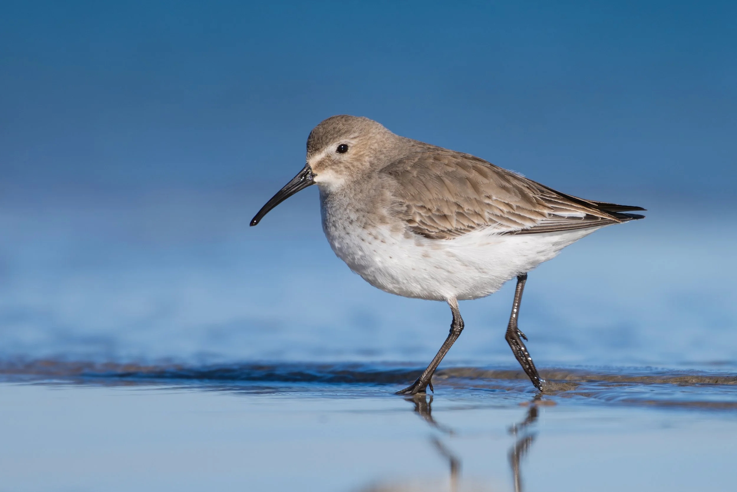 Massachusetts-Blue-Portrait-Shorebird-Dunlin-Bird-Nature-Wildlife-Landscape.jpg