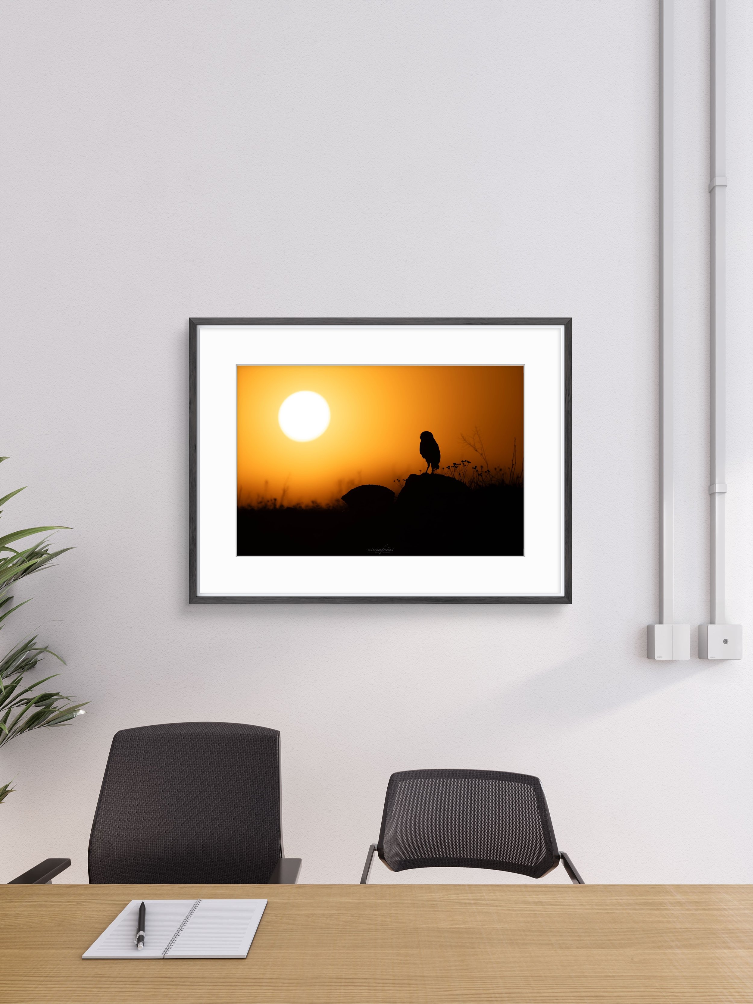 Keeping Watch - Burrowing Owl From Scottsdale, Arizona | Wildlife Photography Print