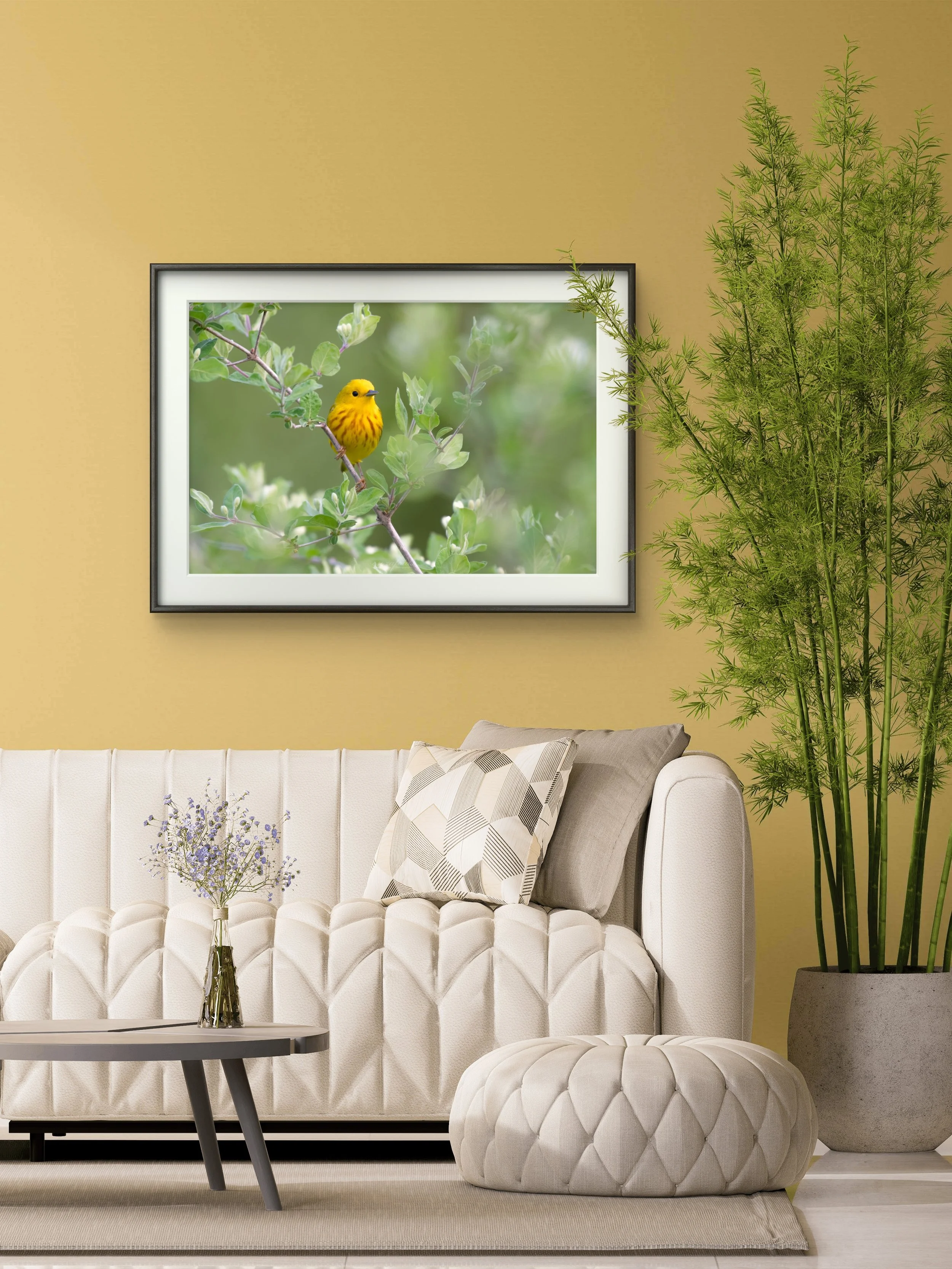 Yellow Warbler - PI.jpg