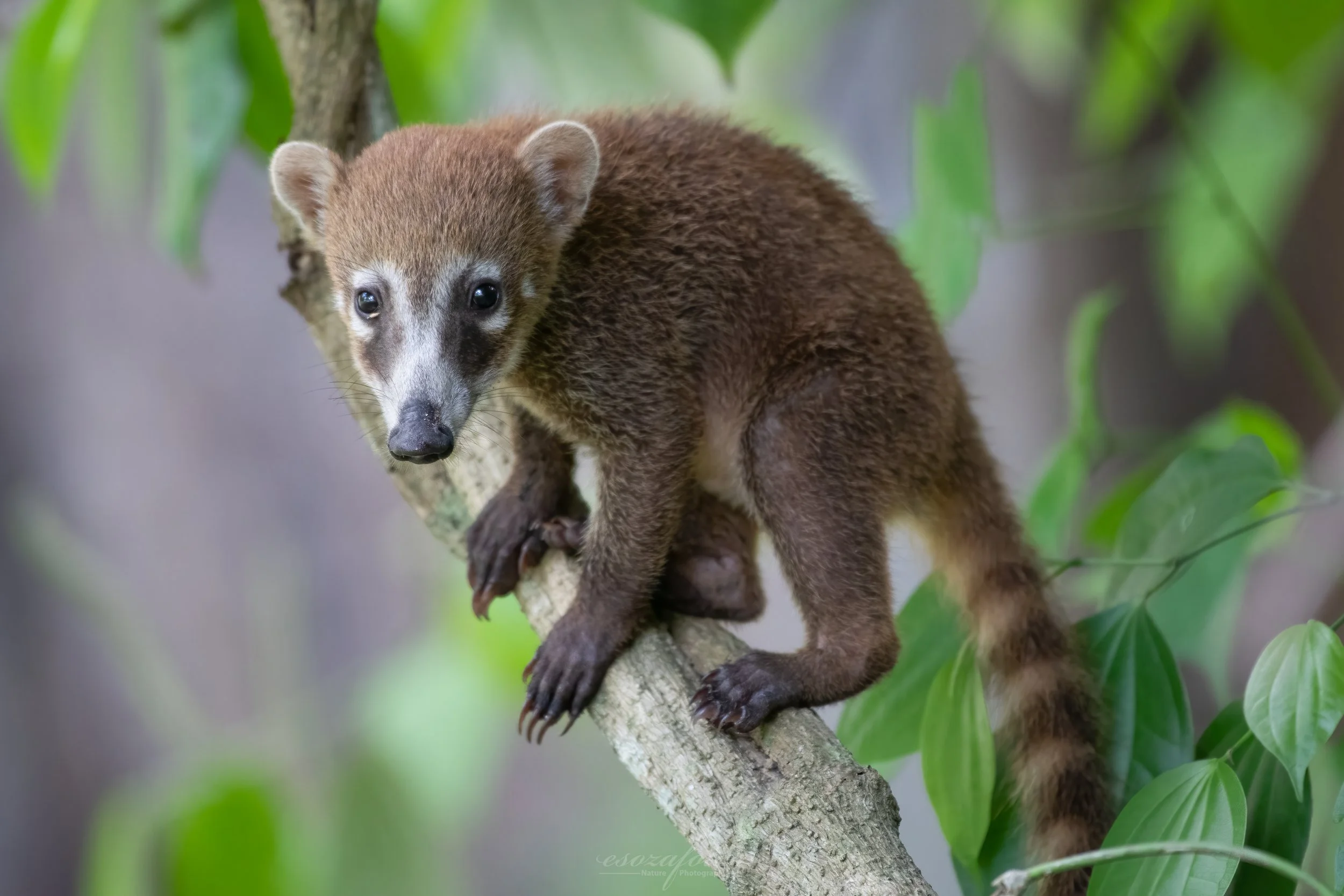 Guatemala-Portrait-Mammal-Wildlife-Coati-Mundi-Photography.jpg