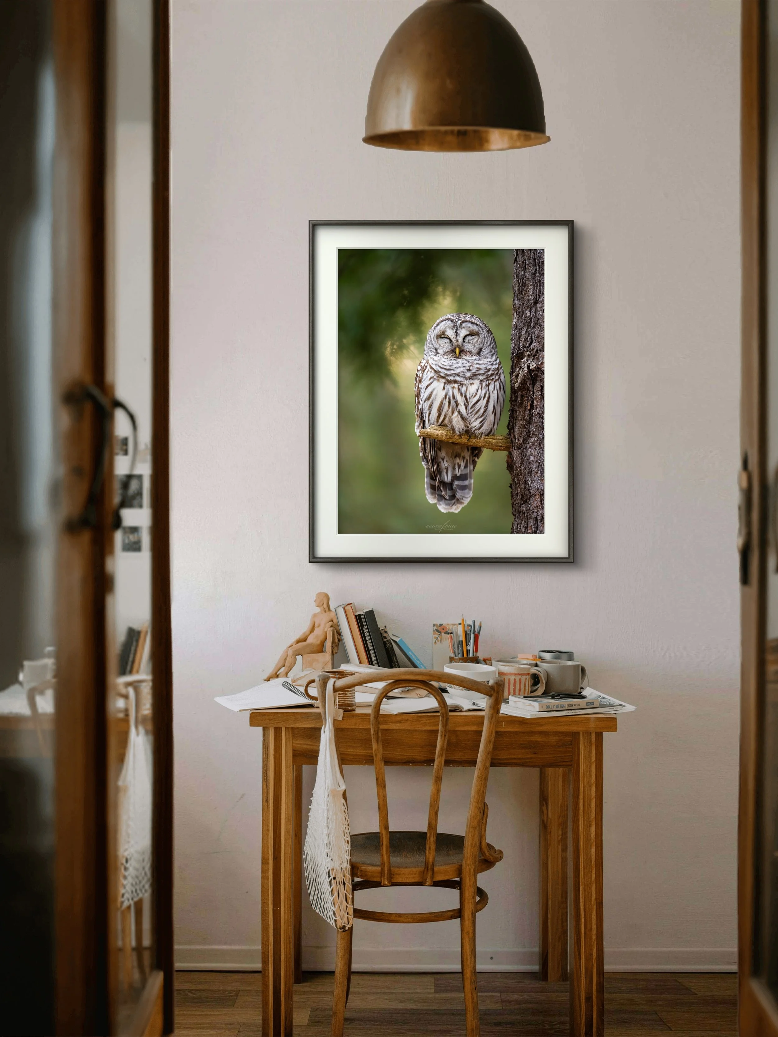 Perfect Perch - Barred Owl From Shelburne, Vermont | Wildlife Photography Print