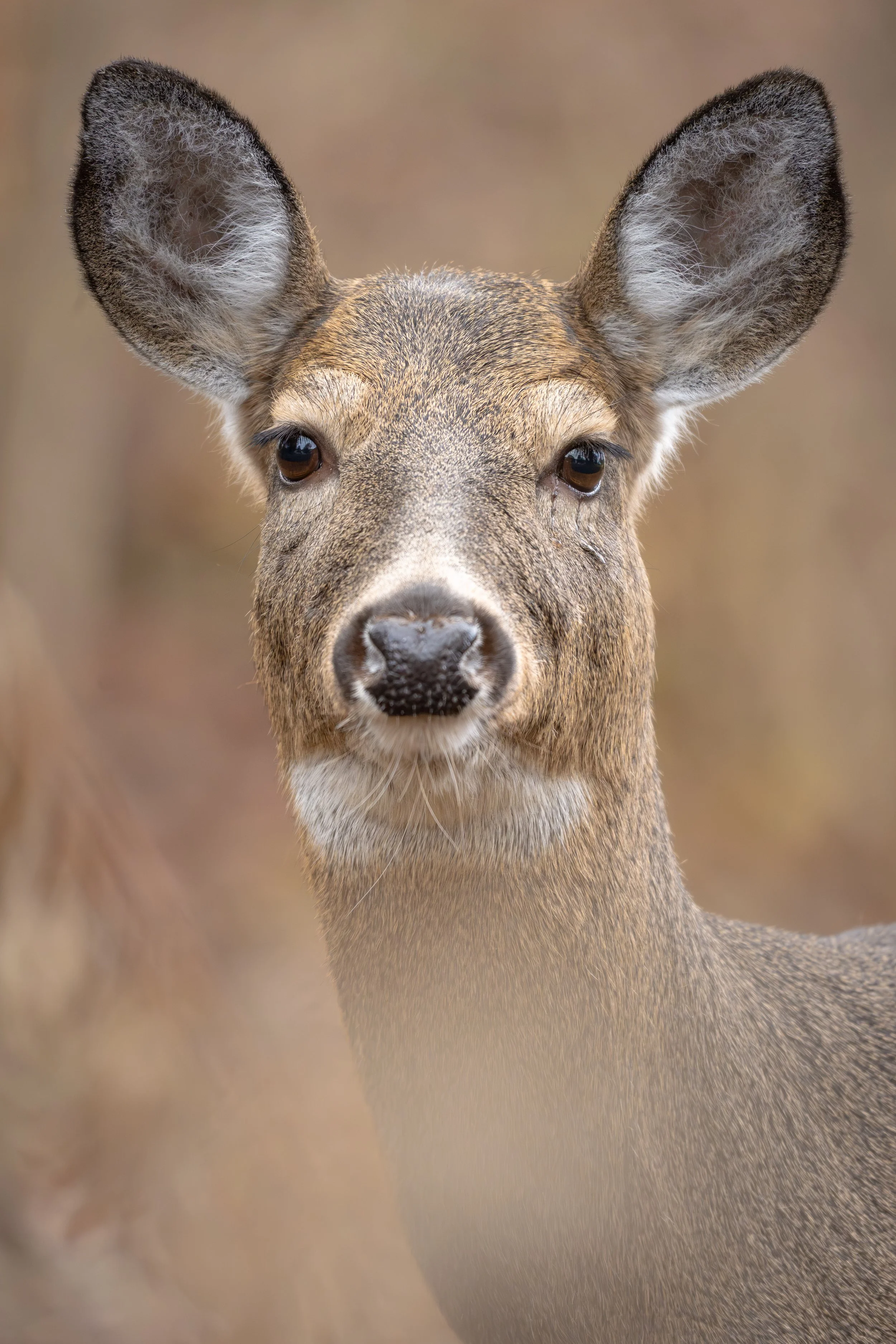 Vermont-White-tailed-Deer-Portrait-Mammal-Wildlife-Photography.jpg