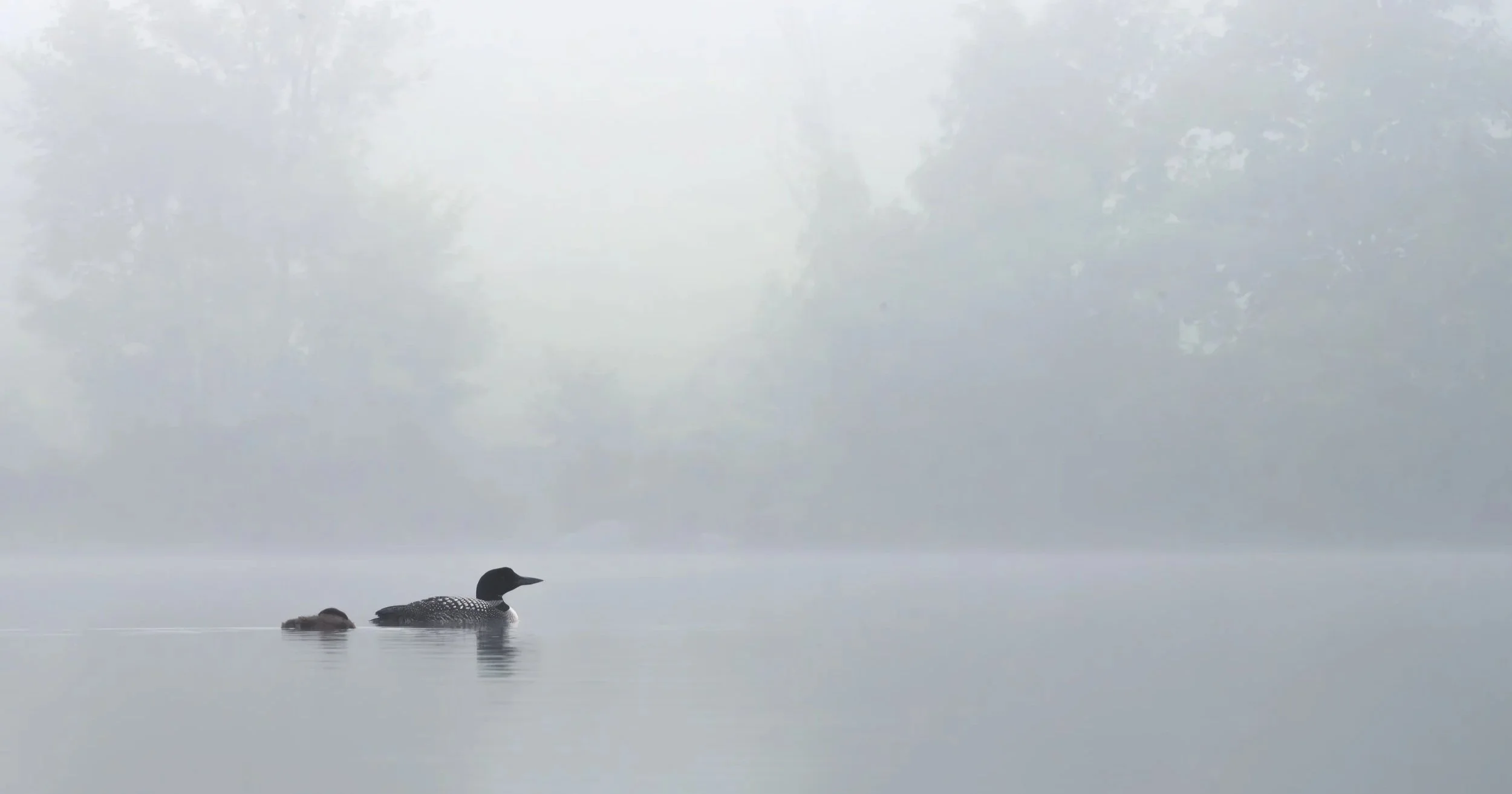 Vermont-Bird-Wildlife-Photography-Foggy-Chick-Morning-Mist-Common-Loon.jpg (Copy)
