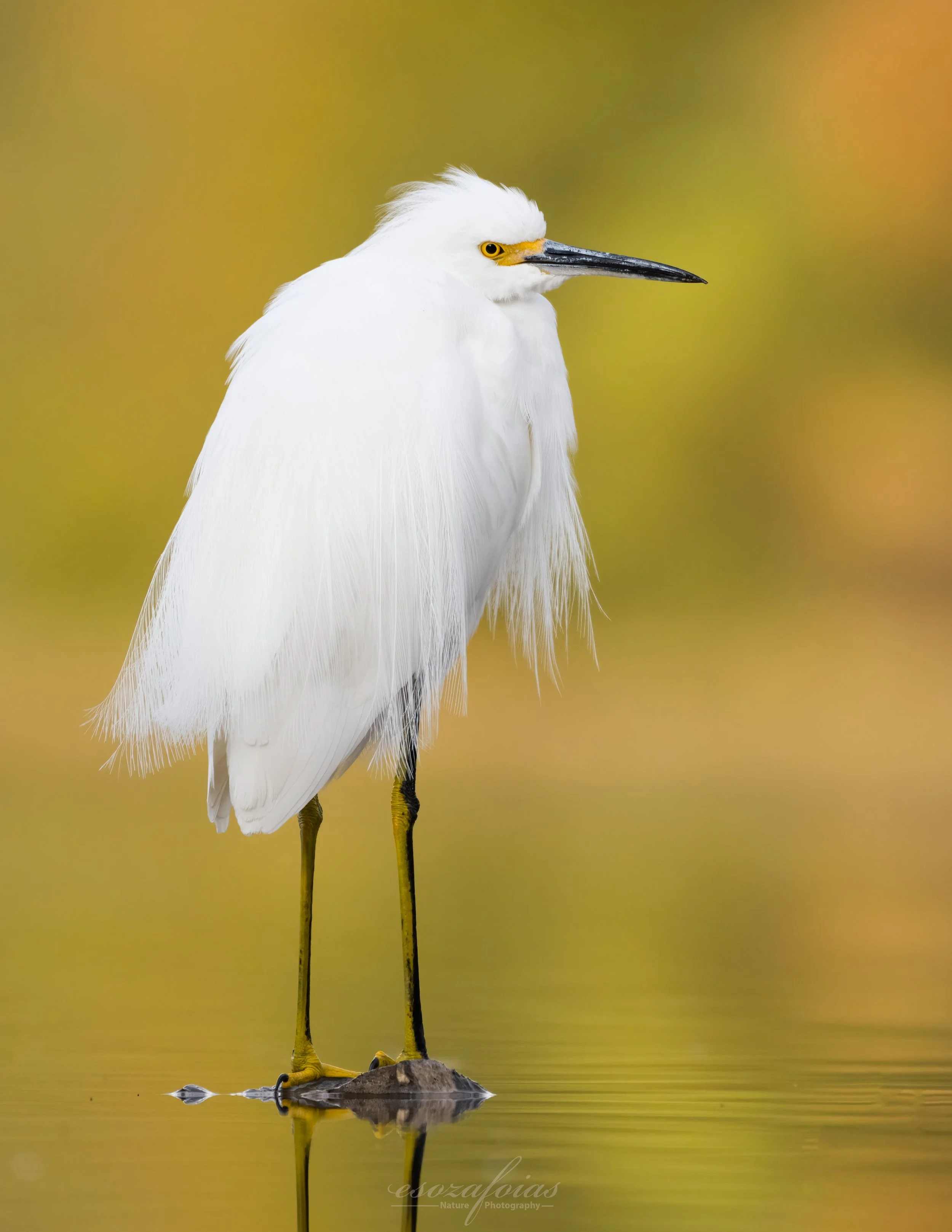 Vermont-Arizona-Portrait-Snowy-Egret-Bird-Wildlife-Photography.JPG