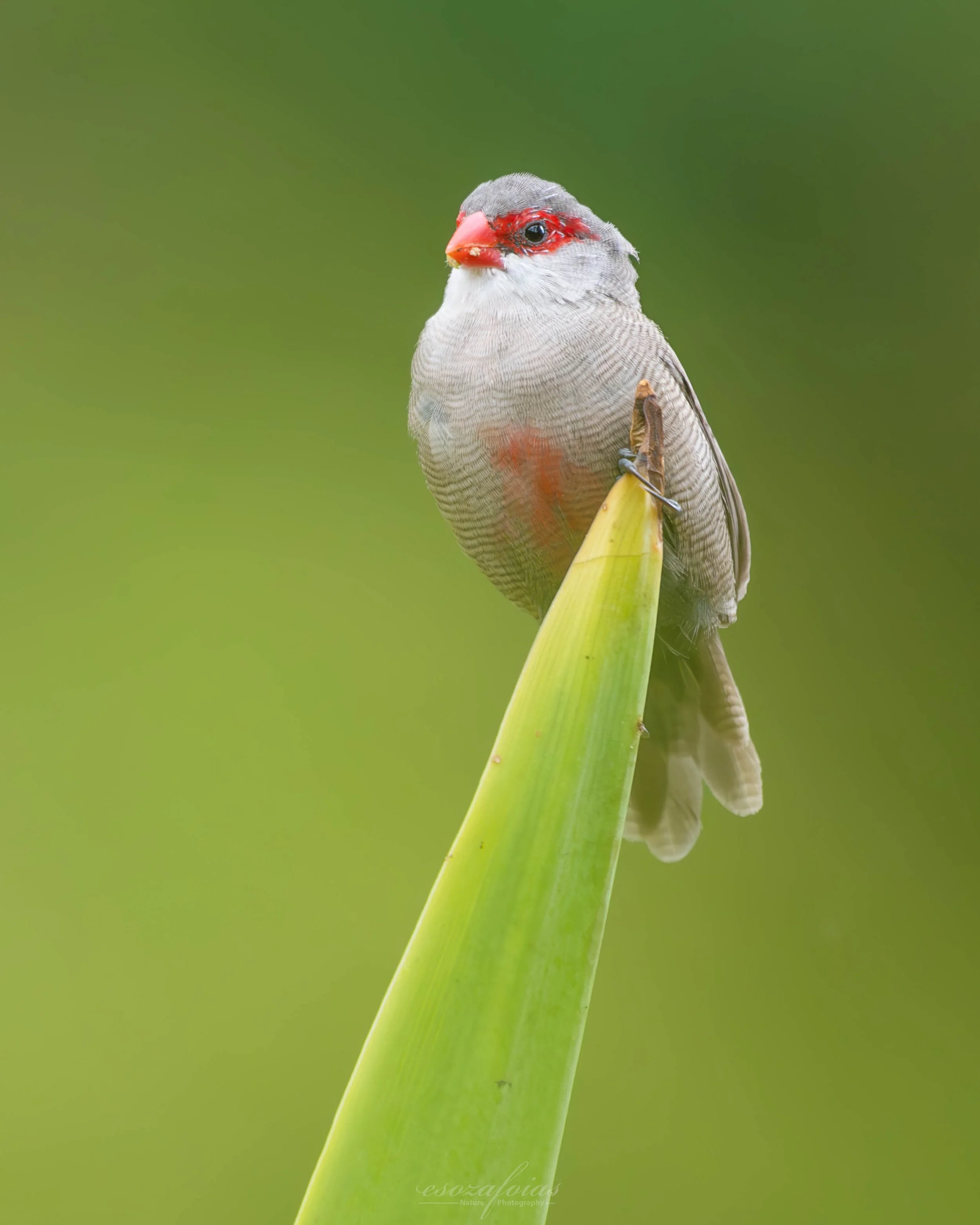 Hawaii-Portrait-Green-Common-Waxbill-Bird-Wildlife-Photography.JPG
