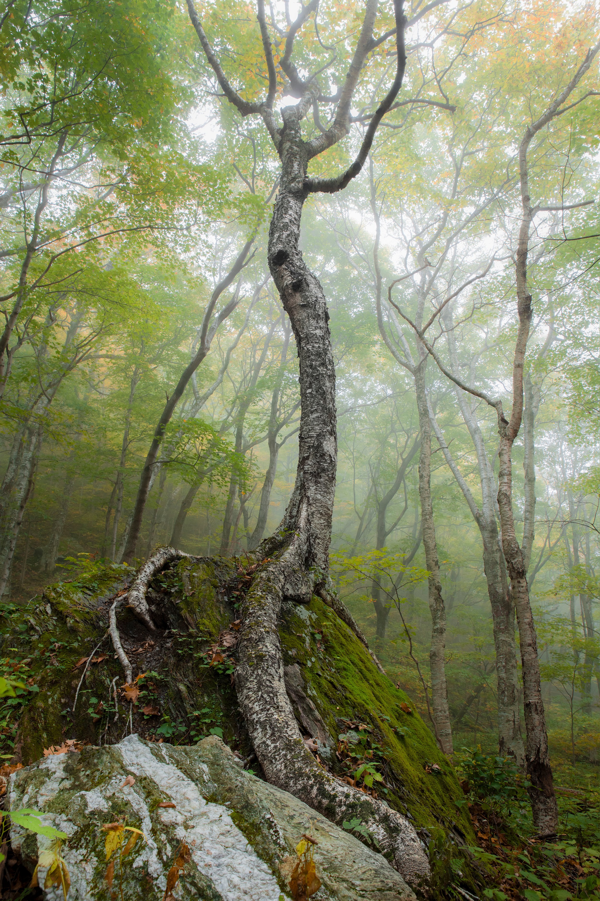 Vermont-Stowe-Morning-Fog-Fall-Autumn-Tree-Stone-Nature-Landscape-Photography.jpg (Copy)