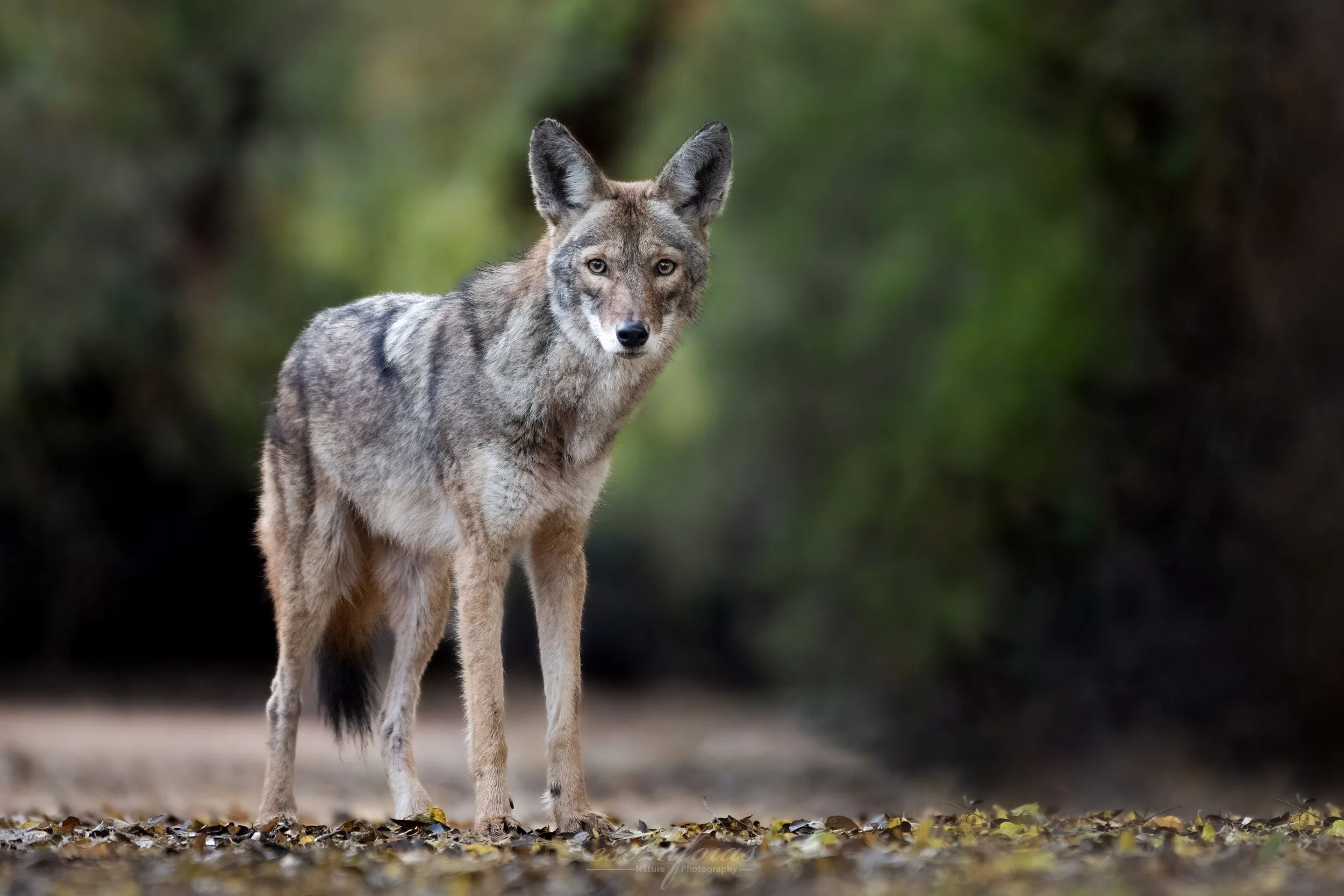 Arizona-Portrait-Coyote-Mammal-Wildlife-Photography.JPG