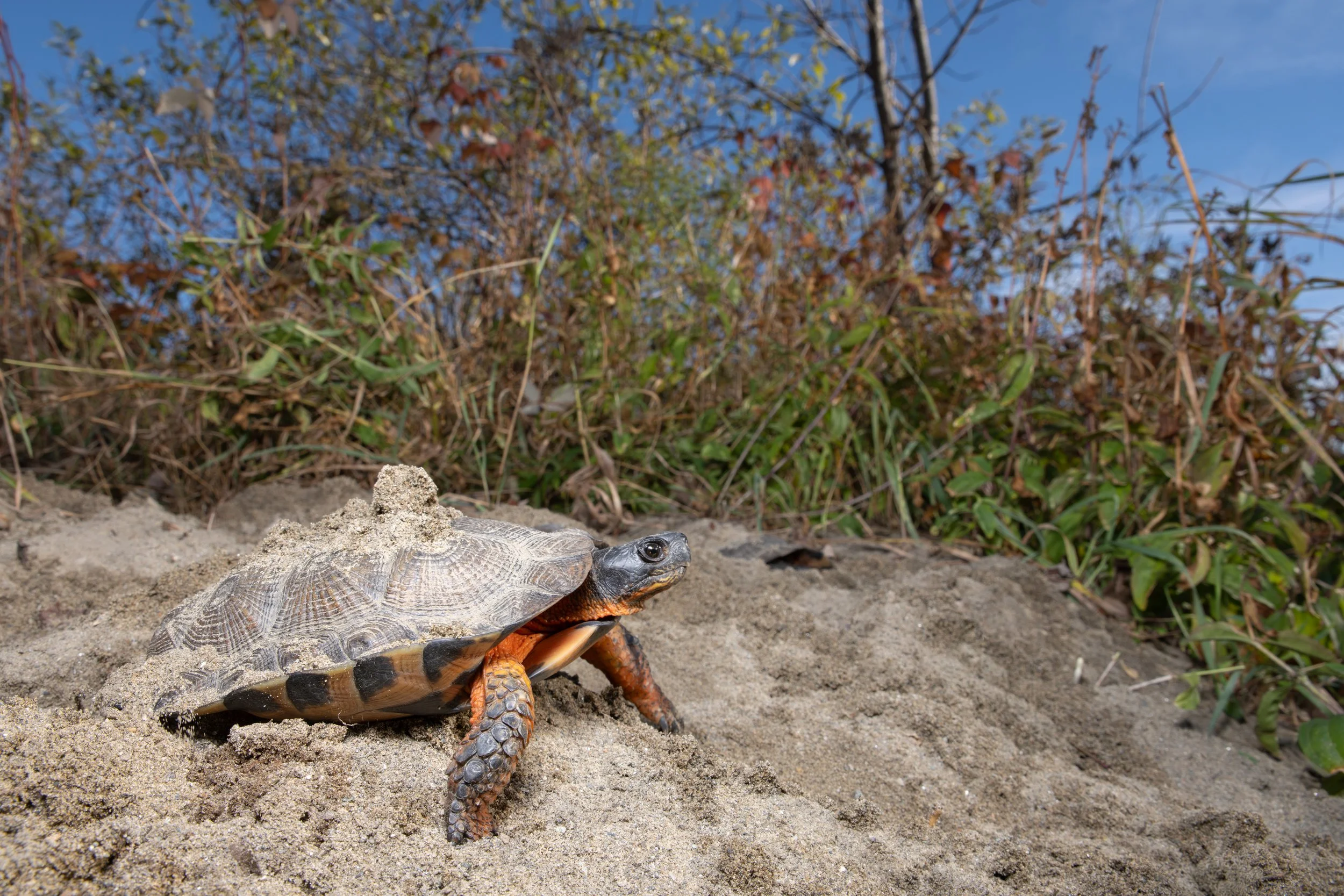 Vermont-Wood-Turtle-Endangered-Wide-Angle-Reptile-Photography.jpg