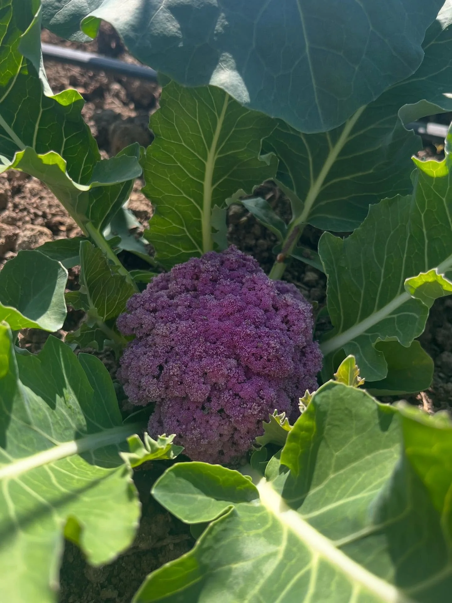 Can&rsquo;t wait for sprouting cauliflower and all the other brassicas to start coming in. This little purple keener is from @oishiinippon_us but the real harvest won&rsquo;t start for a couple more weeks!

Week 21
- Murasaki sprouting cauliflower
- 