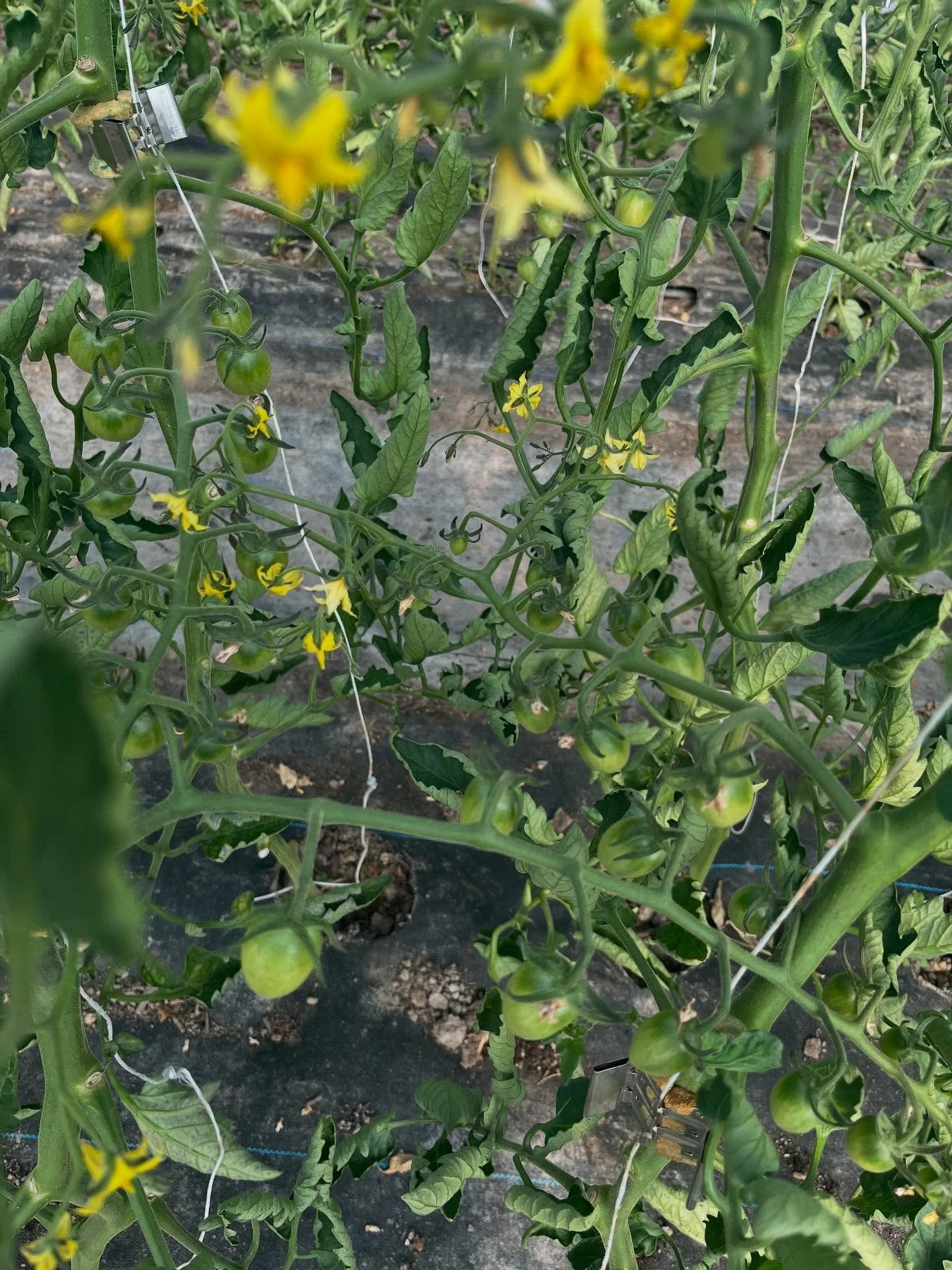 It&rsquo;s already June, really looking forward to all of the summer crops coming up. 

Week 22 / 23
- Cherry tomatoes soon-ish
- Cucumbers 🥒 
- Heirlooms
- Piccolima hispi cabbages
- Parsley pumping
- Morels from @lifeunphiltered &amp; the @bandavo