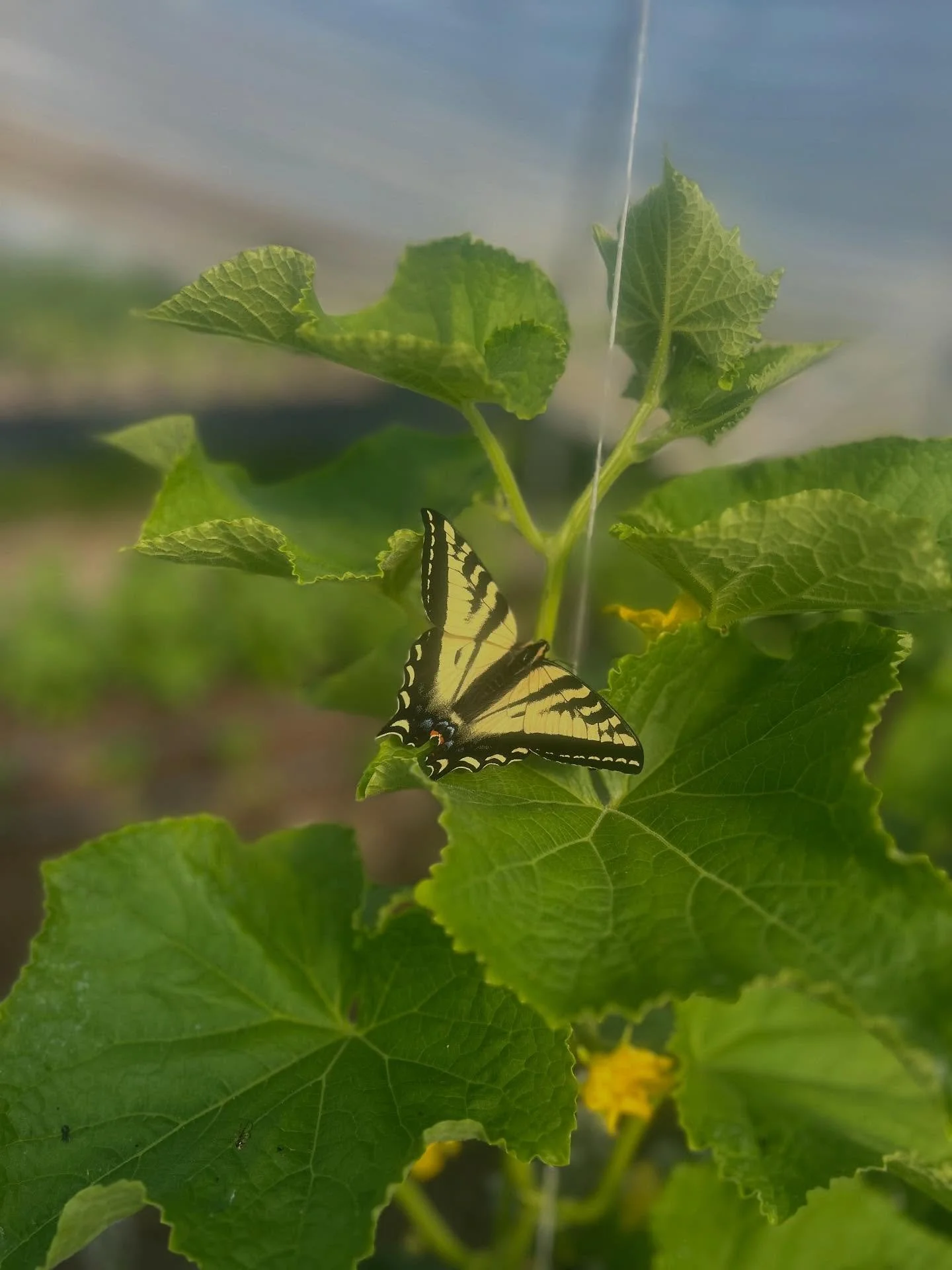 Huge week on the farm for the team! Pulled in over 500 lbs of sprouting cauliflower - couldn&rsquo;t have done it without our awesome crew. So much more stuff about to pop off. Looking to be a wild summer 😅🥵

Week 25
- Butterfly in the cucumber tun