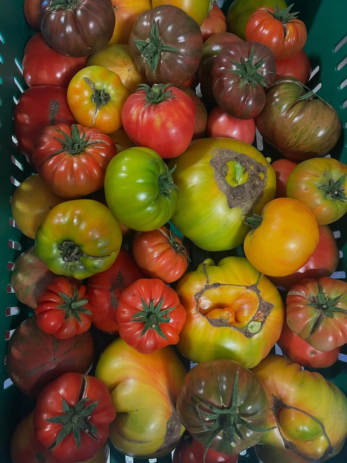 Scenes from farm the last couple of weeks. It&rsquo;s a hard time trying to keep up with all of the summer produce coming out now while also flipping beds and prepping for the fall and winter. We&rsquo;re still having fun though! Thanks everyone for 