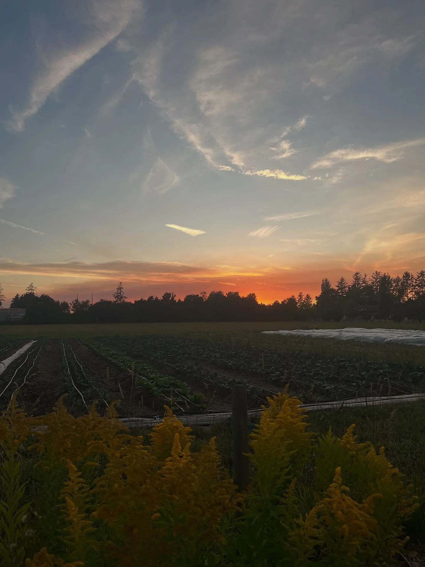 We survived, maybe even &lsquo;thrived&rsquo; in July this year. Our great crew held down the fort so Olivia and I could take a week off in July! First vacation together in the summer since starting the farm, felt like a big deal. 

Back at it now ge