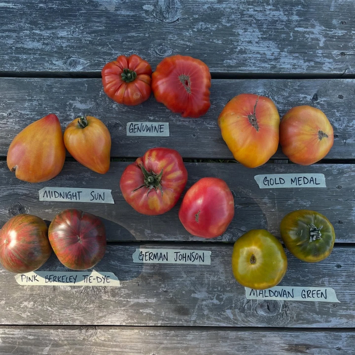📸 Heirlooms! 📸

Fun little photo shoot with all of our precious tomato babies. 

Thanks to all the amazing tomato breeders &amp; seed farmers for making our jobs so easy with these beauties!