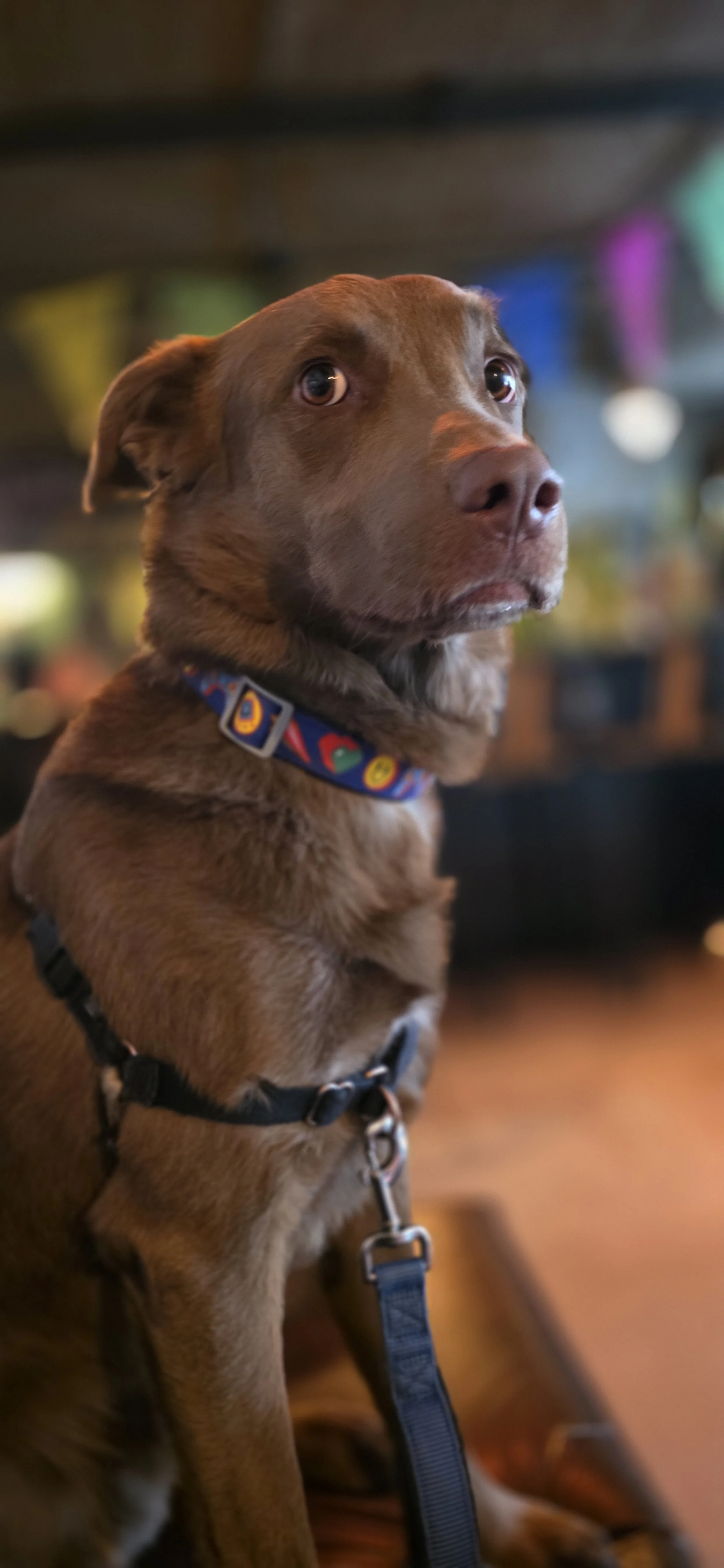 A picture of the dog Lou, the inspiration for the character design of Yabbit the Rabbit, the main character of The Rabbit in the Moon children's picture book.