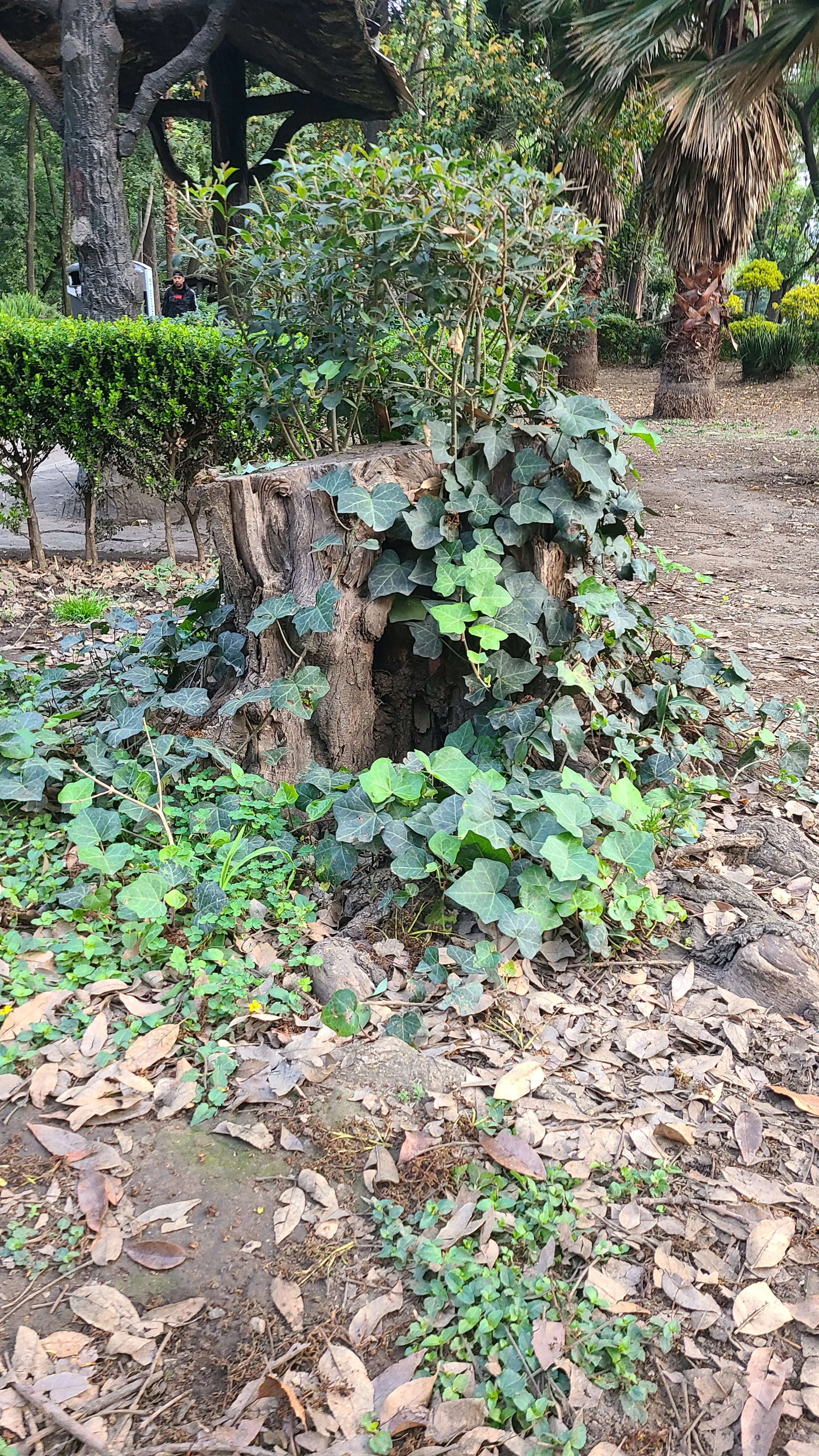 A tree stump in Parque Mexico that is the inspiration for Yabbit the Rabbit's home.