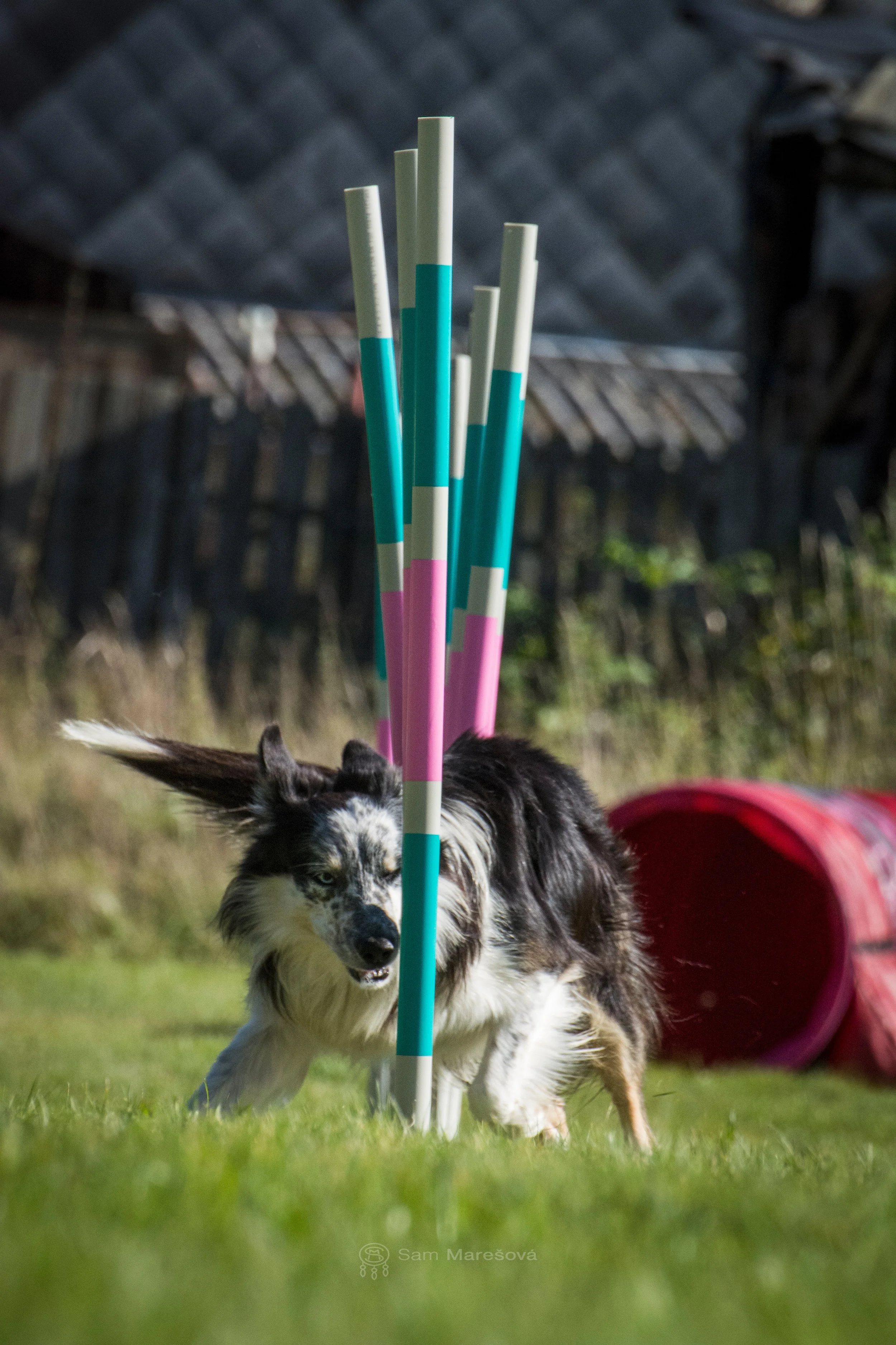 Ace, agility, slalom, Gaston Z Paleolitu