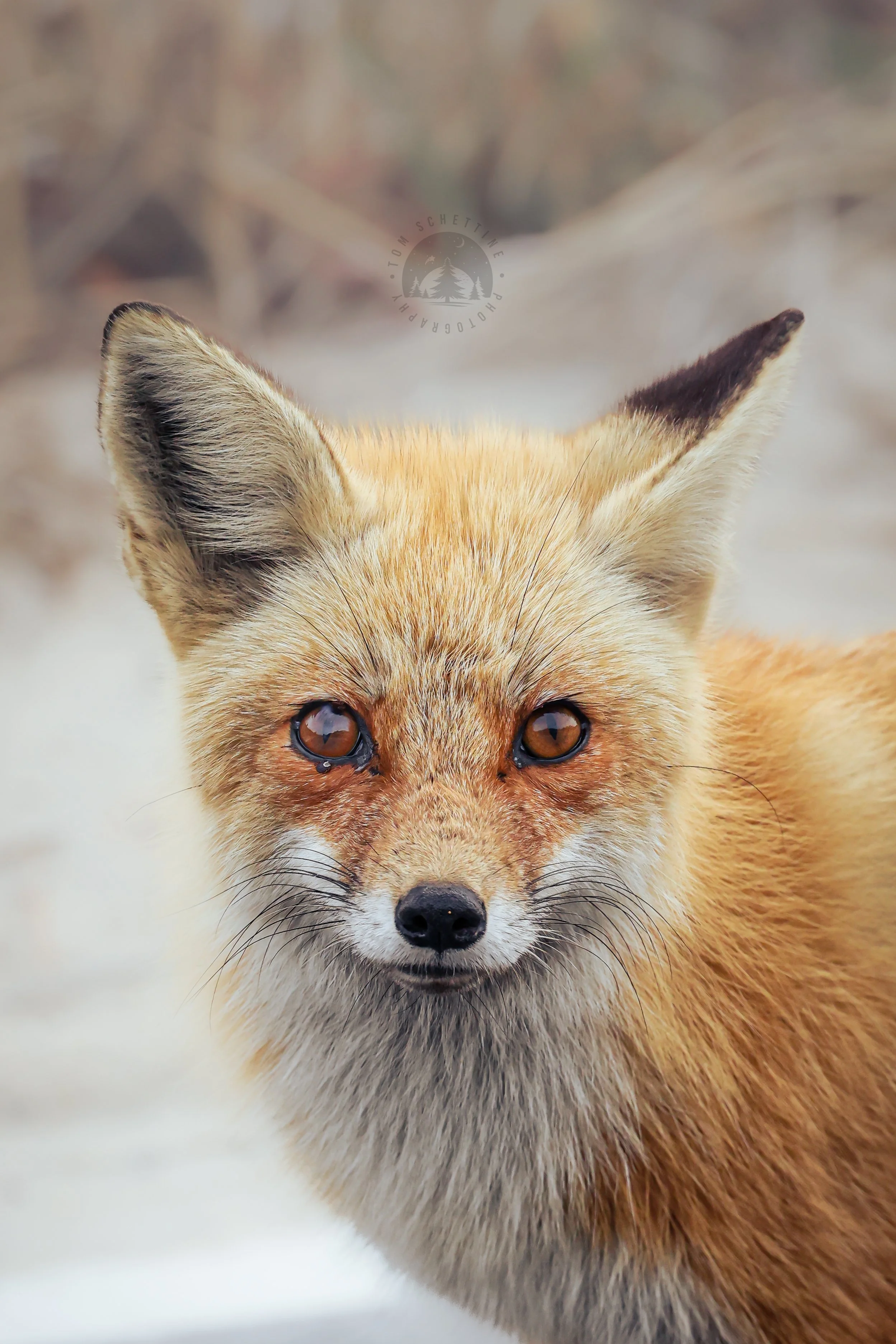 Wildlife