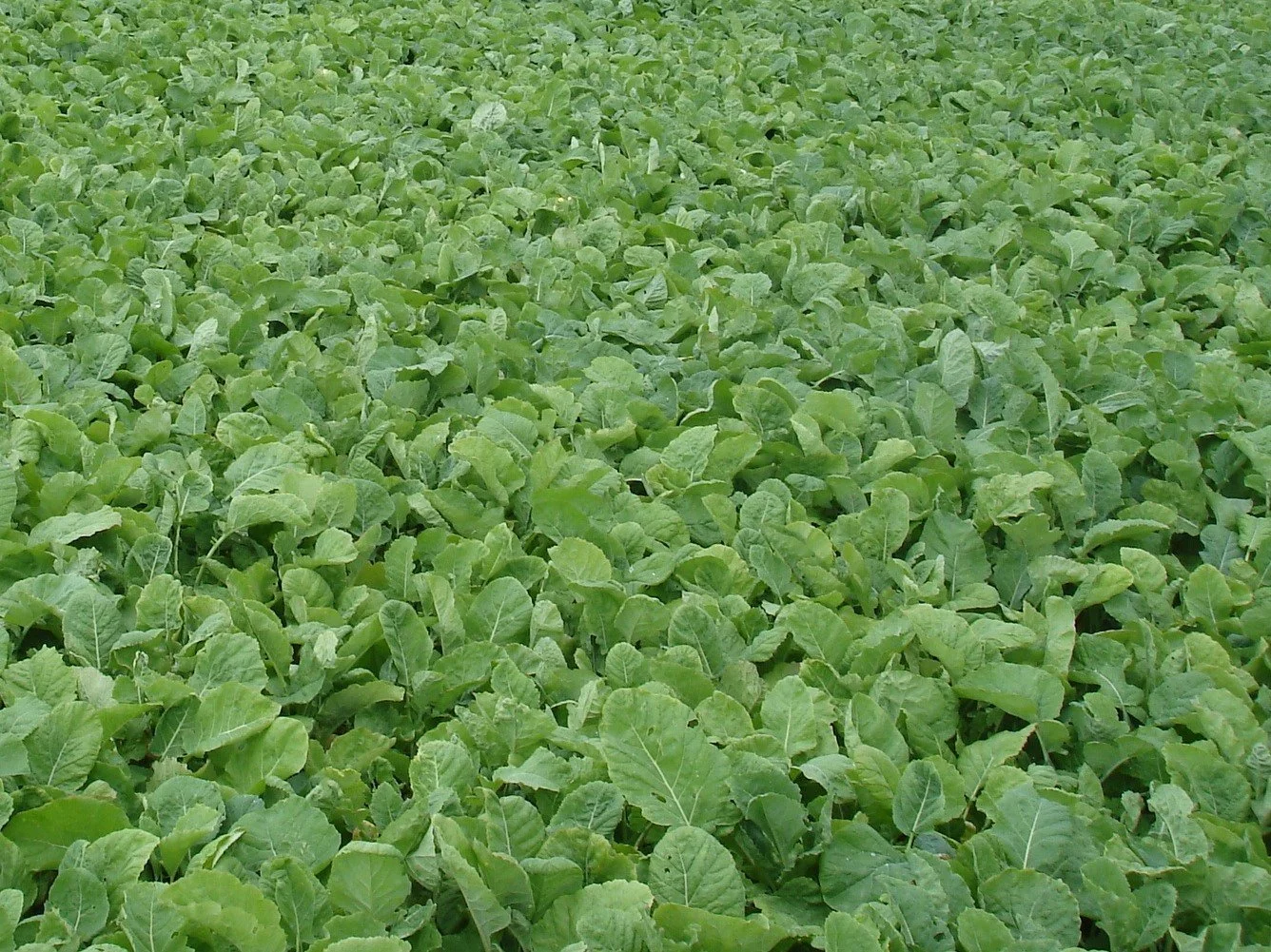 Slugs – the ‘sniffer dogs’ of the mollusc world