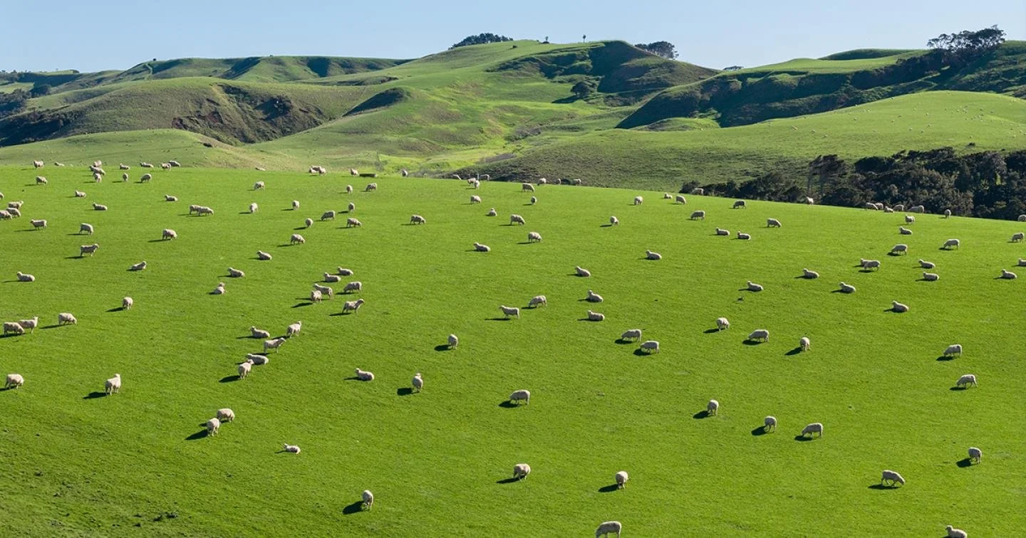 Confidence Returns to Sheep and Beef