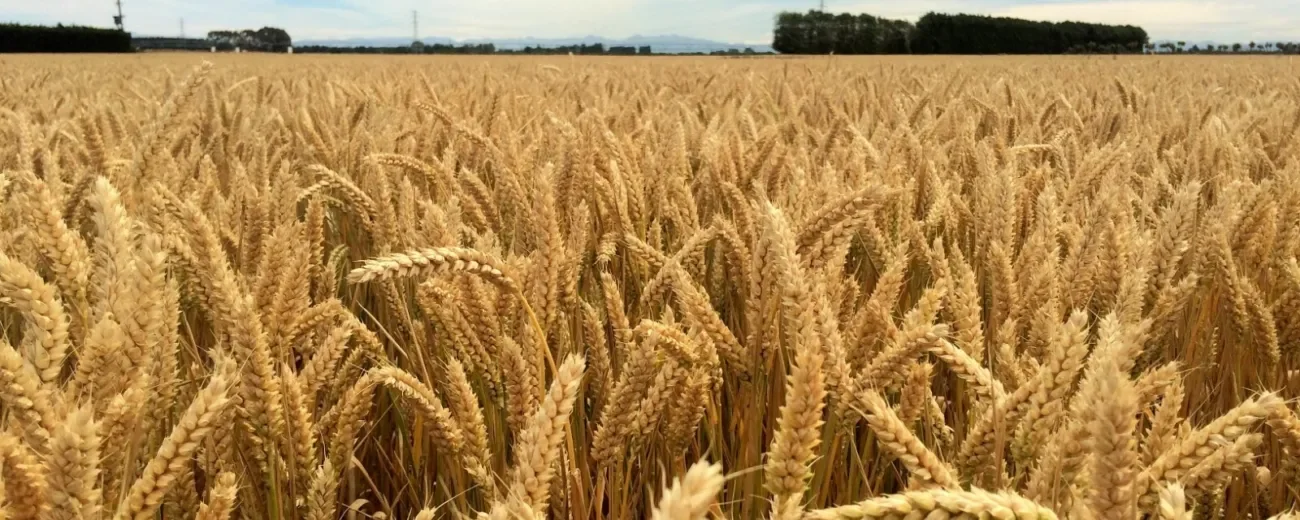 Early Signs of Recovery for Arable Farming