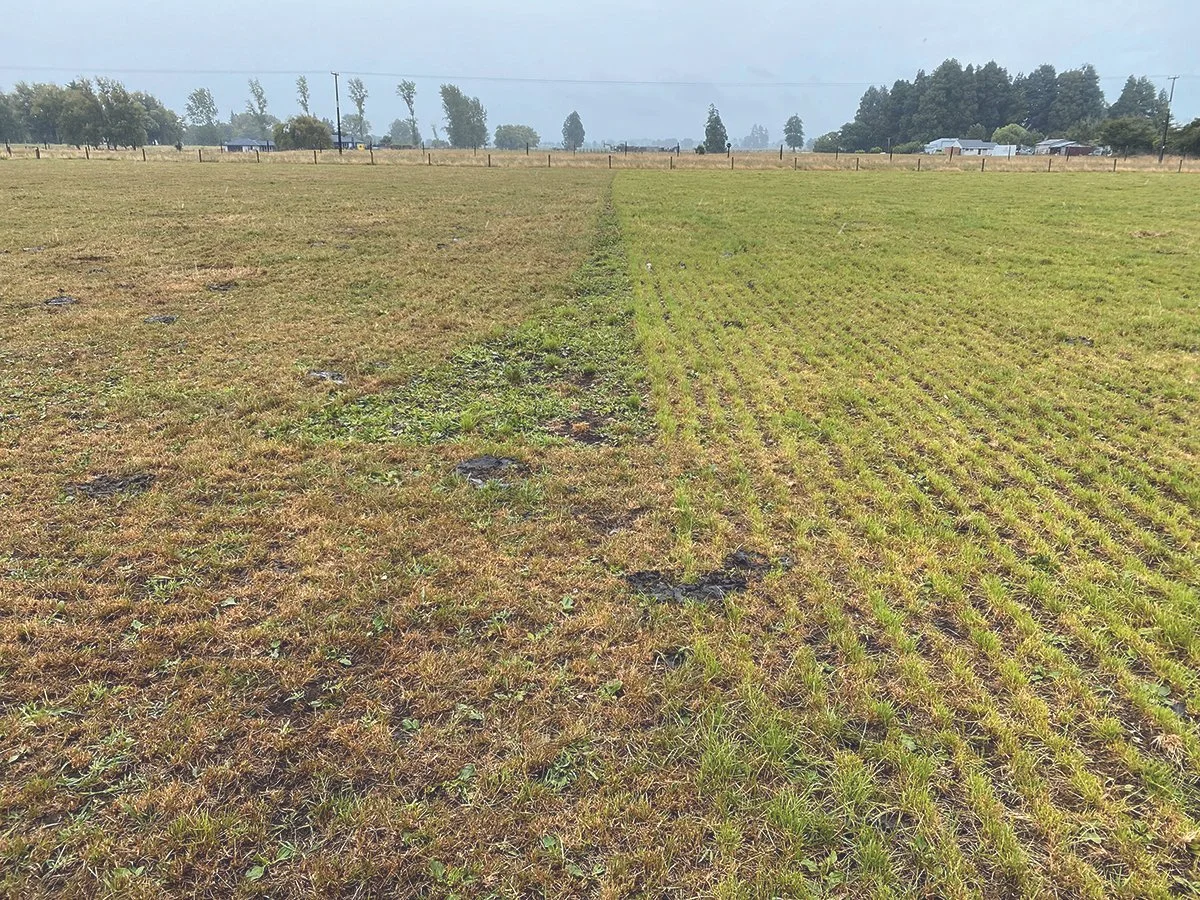 A couple of serious perennial ryegrasses.