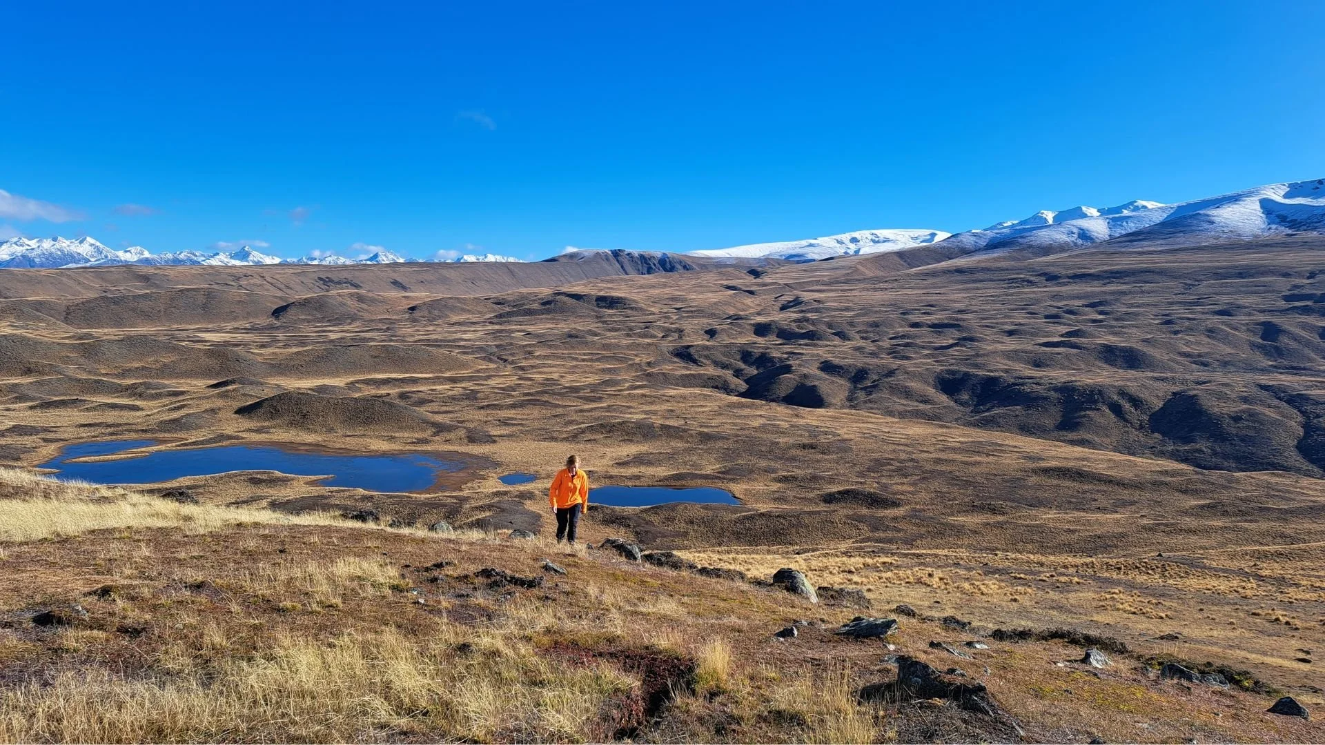 Final countdown: hedgehog clear out in the Mackenzie Basin