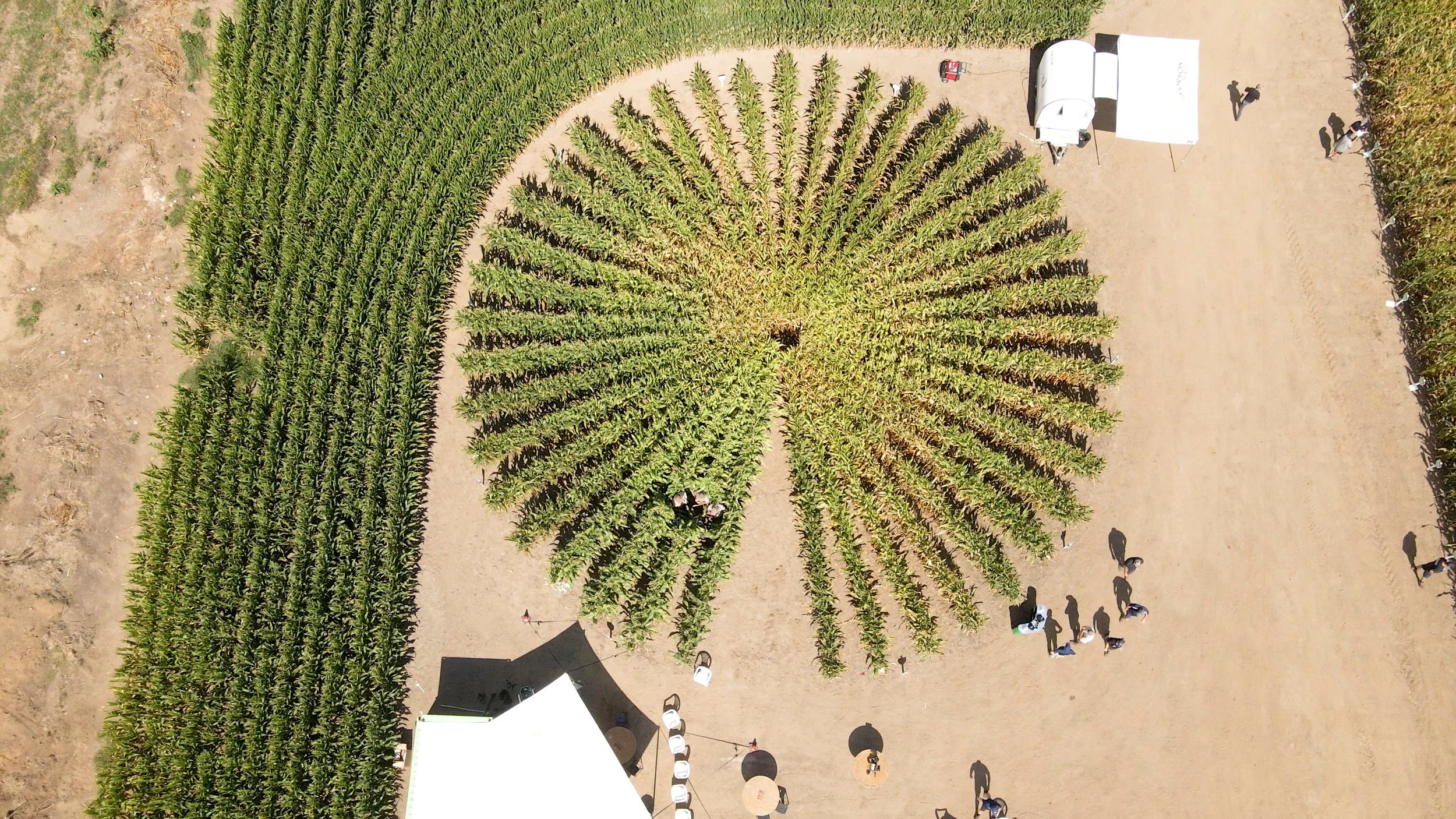 Maize resilience for the future from Corson Maize