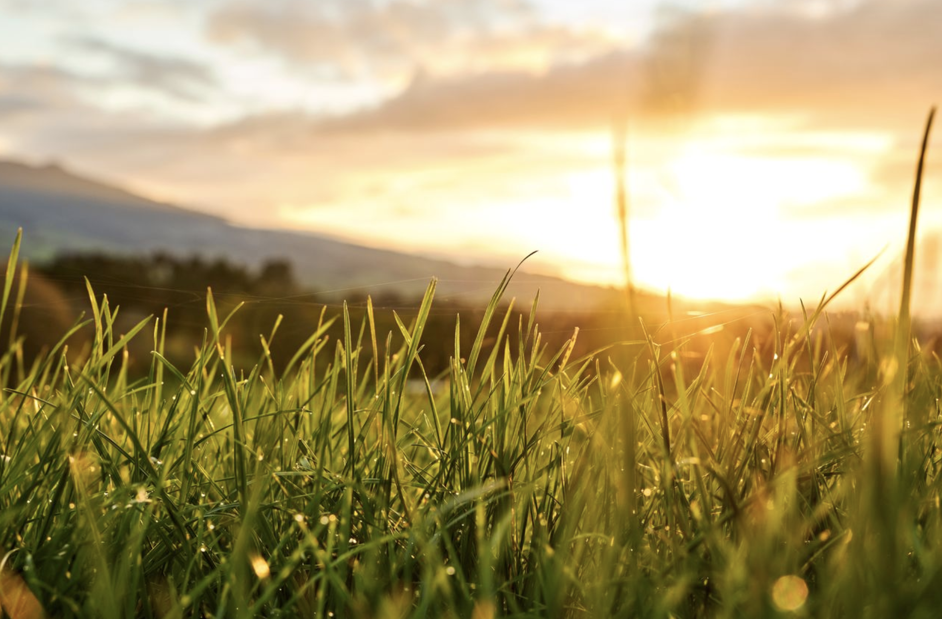 Autumn checklist: pasture strategies for rural contractors and large-scale operations