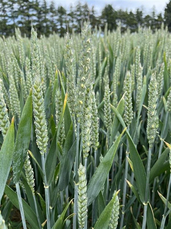 Winter-ready: How autumn-sown cereals are transforming New Zealand farm performance