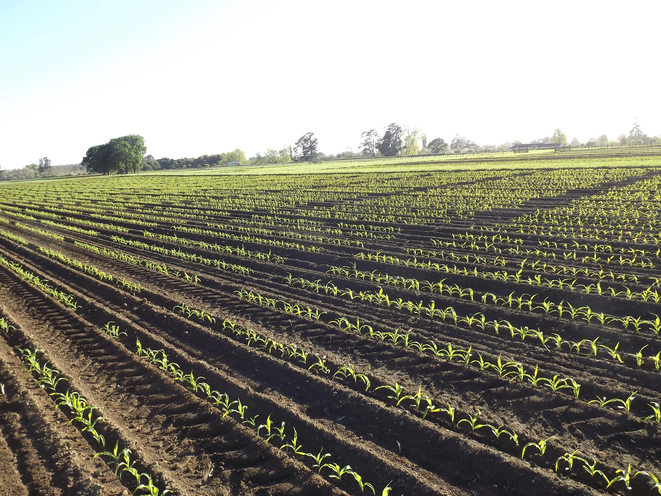 Protect your maize silage investment, says researcher