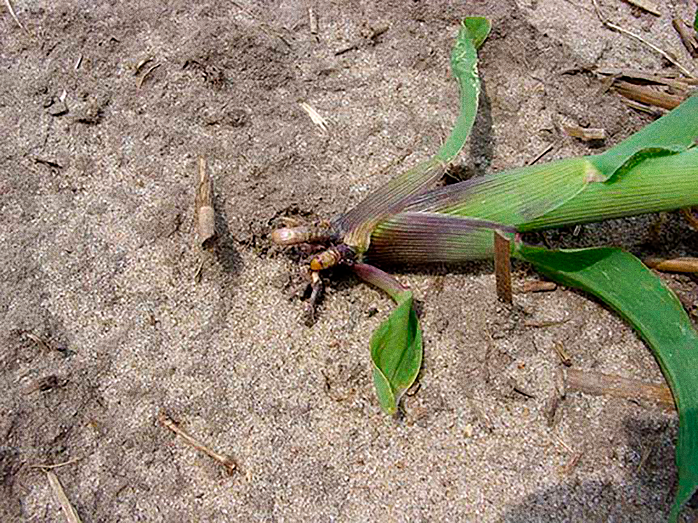 It pays to get maize to emerge evenly