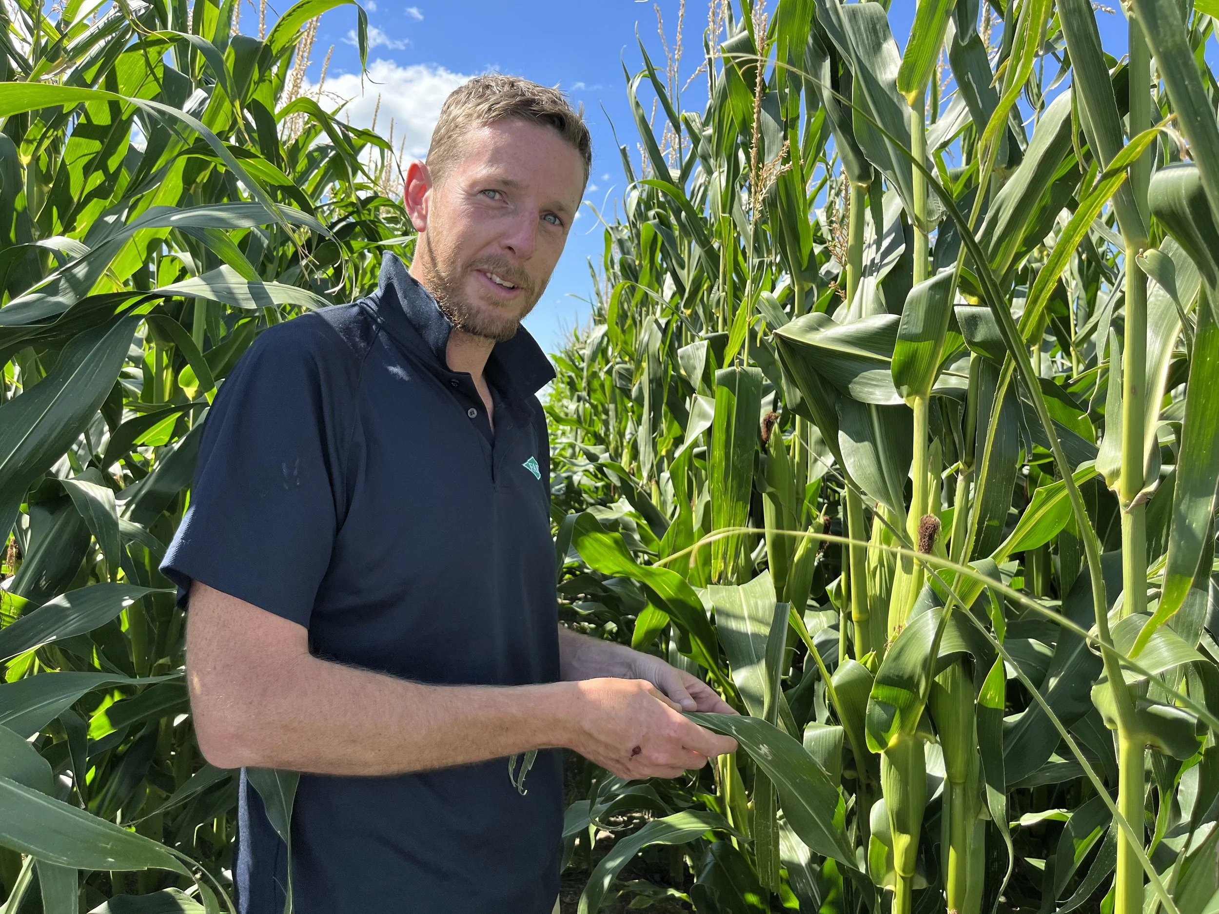 Fall armyworm: Four years on