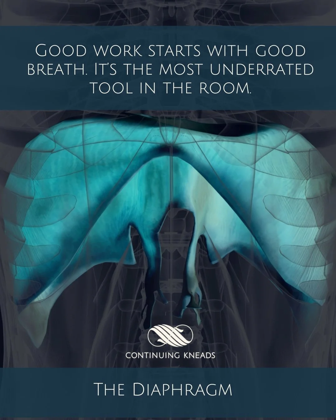 The main character in the story of breathwork is the diaphragm. This umbrella-shaped structure separates the heart and lungs from the rest of the internal organs, dividing the body horizontally. The heart rests intimately above the diaphragm, and as 