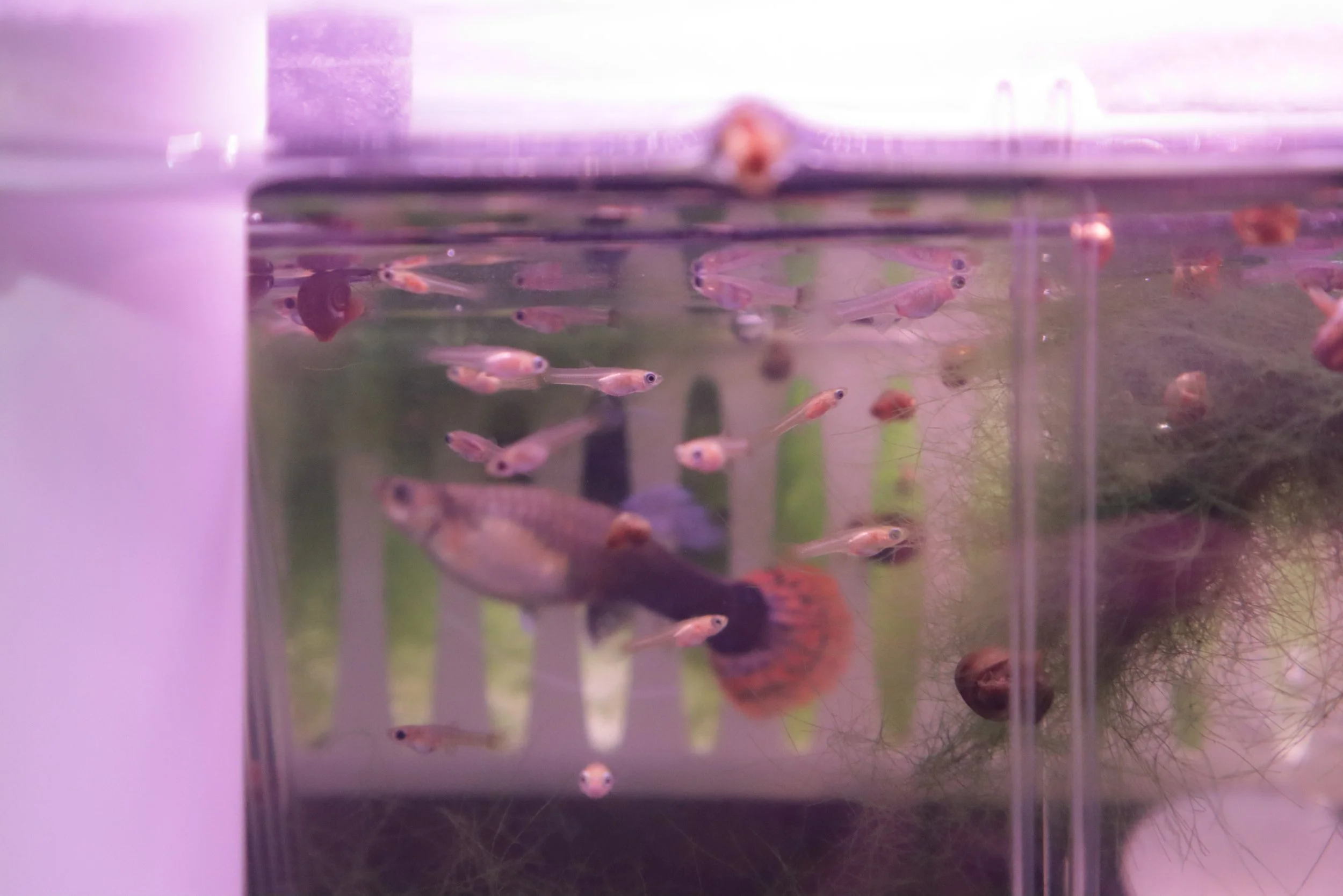Guppy fry from the crossbreeding and backcross