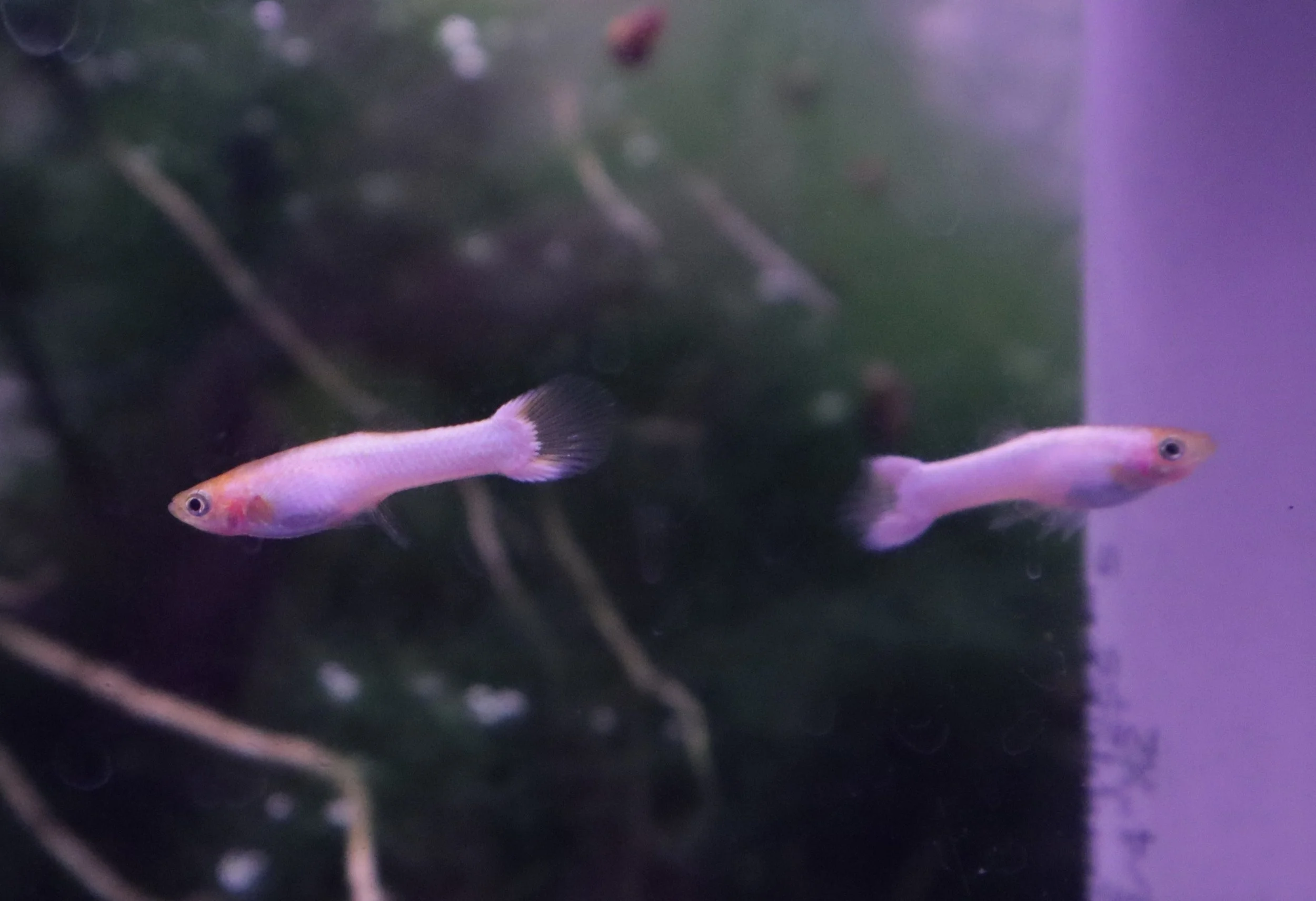 Young snow white male guppies
