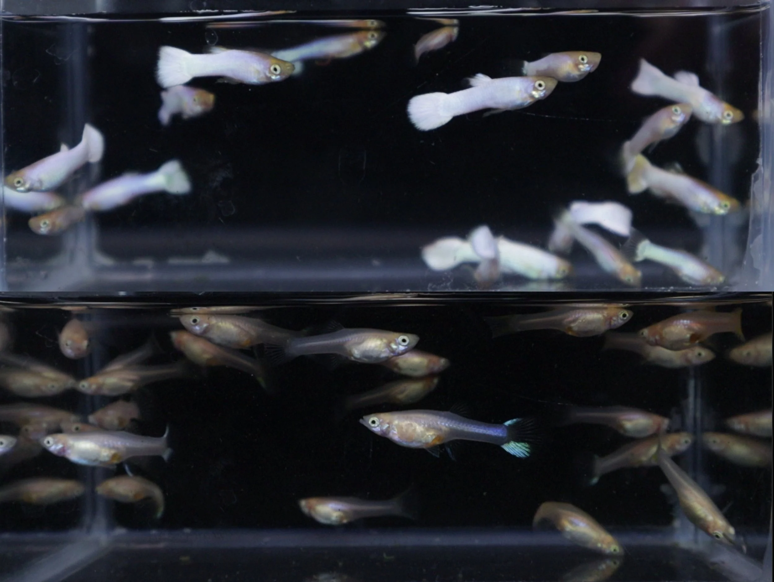 Male and female snow white guppies separated by phenotype