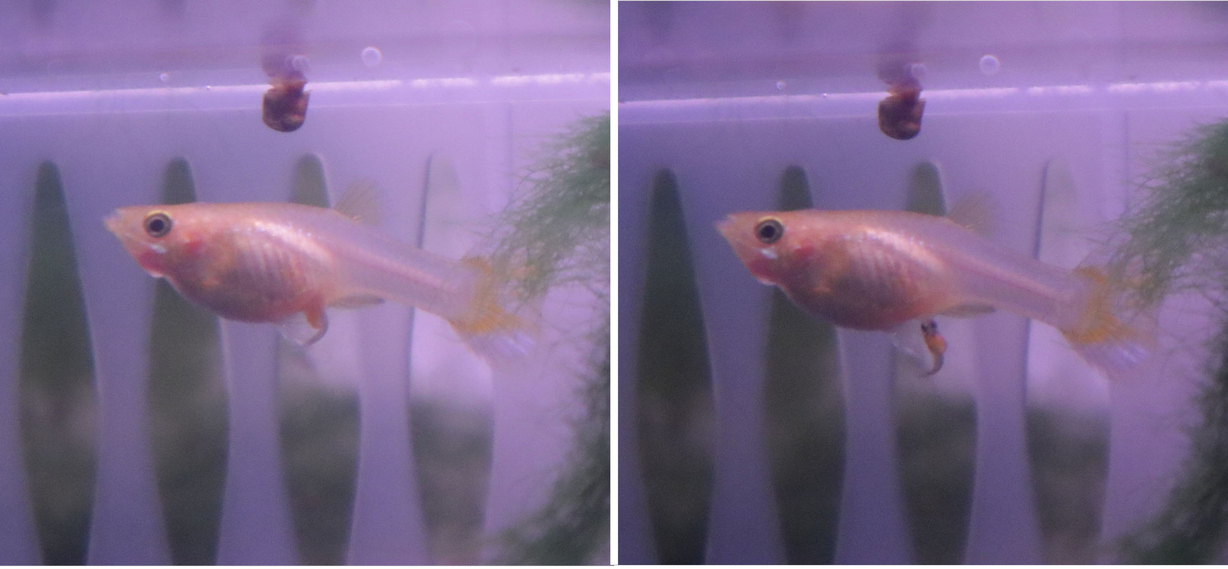 Snow White Female Guppy giving birth to live fry